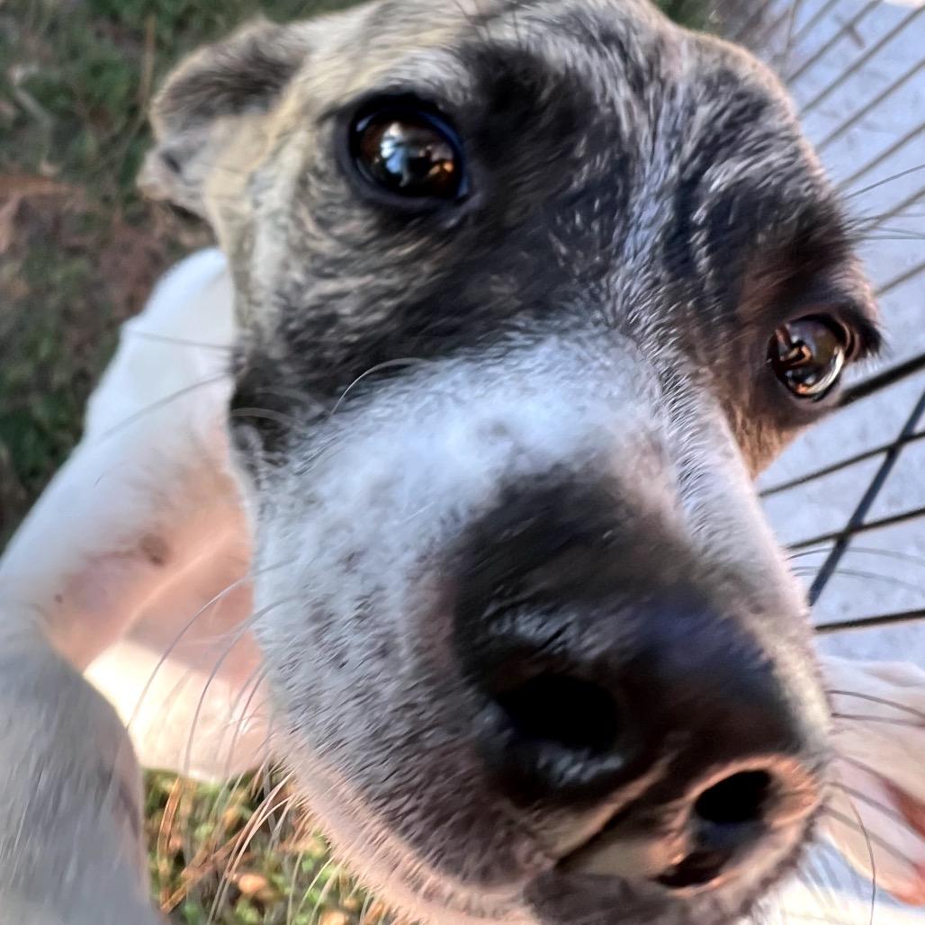 Pippi, a Adoptable mixed breed in North Port, FL image 3/4