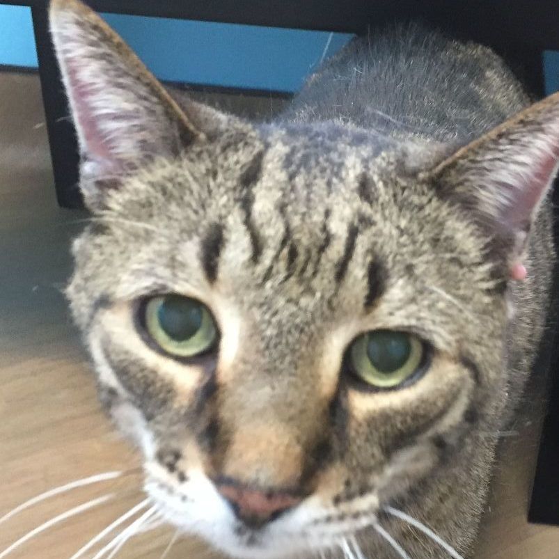 Max, an adoptable Bengal, Domestic Short Hair in Macomb Twp, MI, 48044 | Photo Image 1