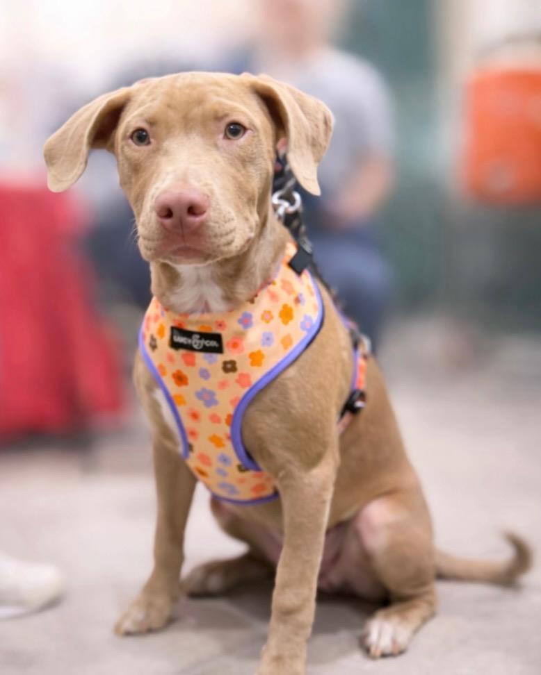 Enlarge Ms Daisy Peabody, a Adoptable Staffordshire Bull Terrier in Reno, NV image 1/6