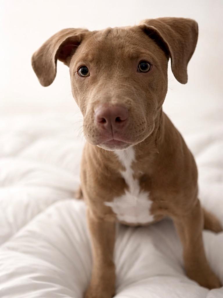 Enlarge Ms Daisy Peabody, a Adoptable Staffordshire Bull Terrier in Reno, NV image 2/6