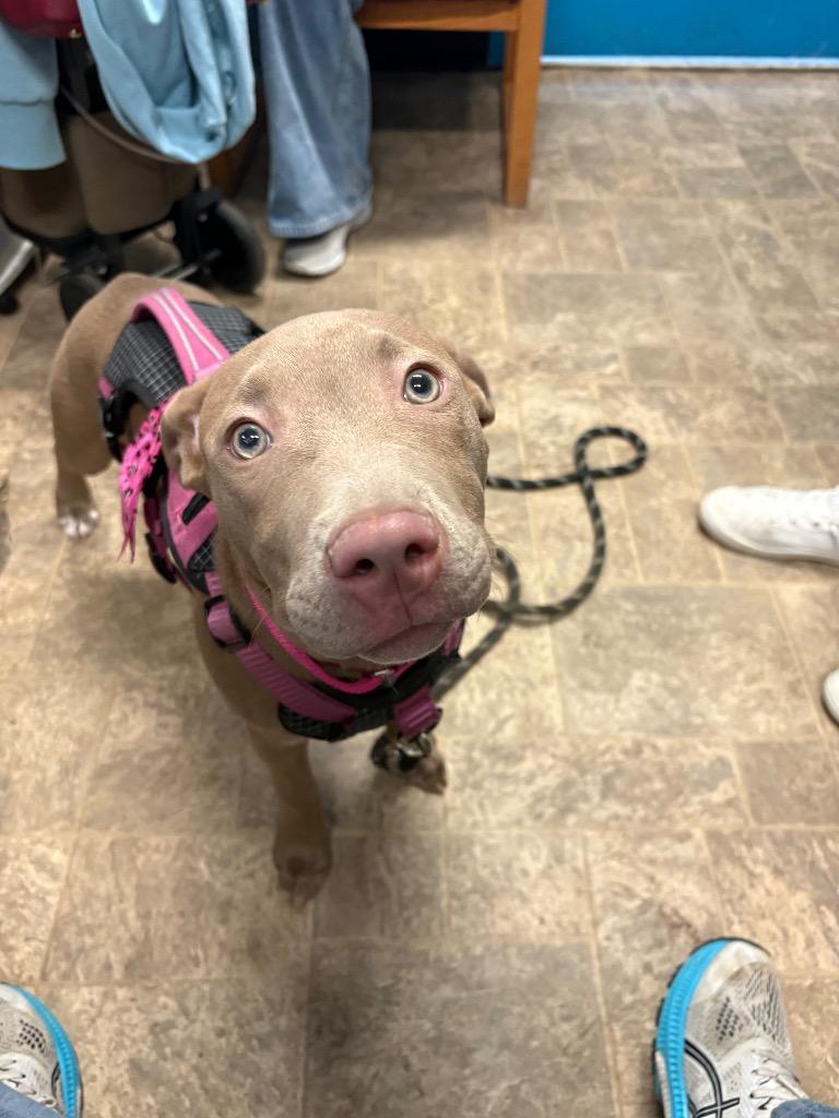 Enlarge Ms Daisy Peabody, a Adoptable Staffordshire Bull Terrier in Reno, NV image 3/6