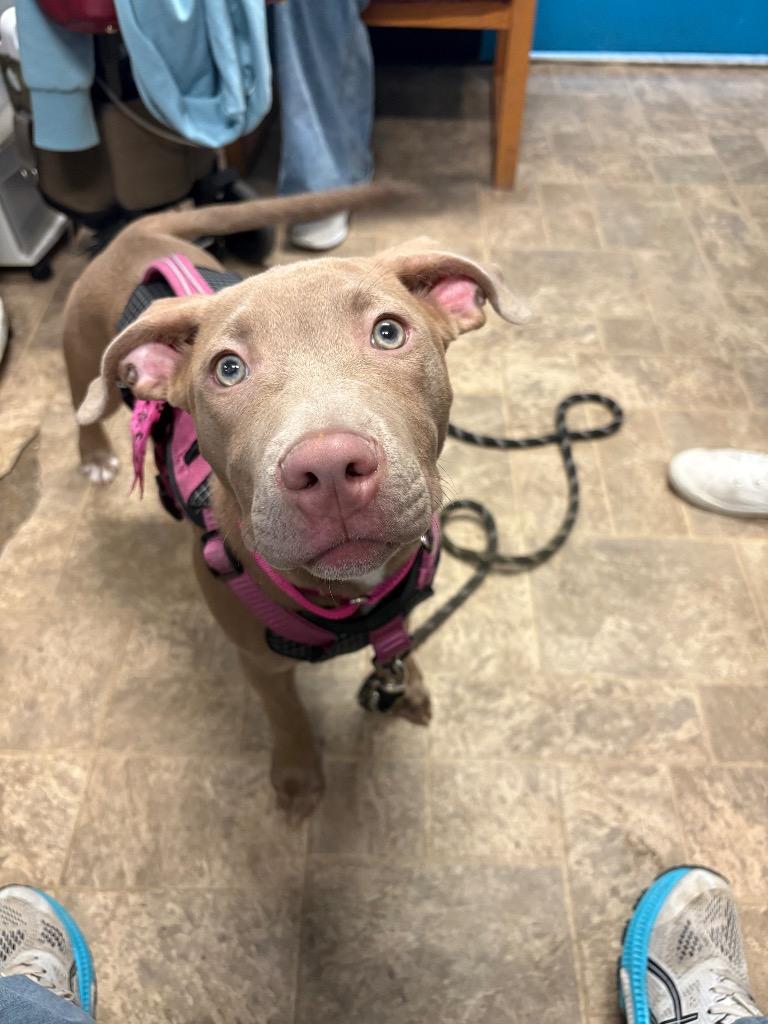 Enlarge Ms Daisy Peabody, a Adoptable Staffordshire Bull Terrier in Reno, NV image 4/6