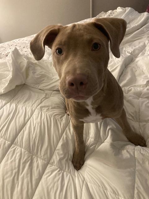 Enlarge Ms Daisy Peabody, a Adoptable Staffordshire Bull Terrier in Reno, NV image 5/6