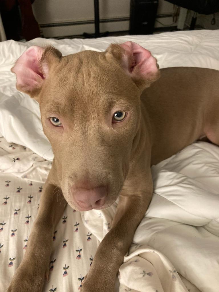 Enlarge Ms Daisy Peabody, a Adoptable Staffordshire Bull Terrier in Reno, NV image 6/6