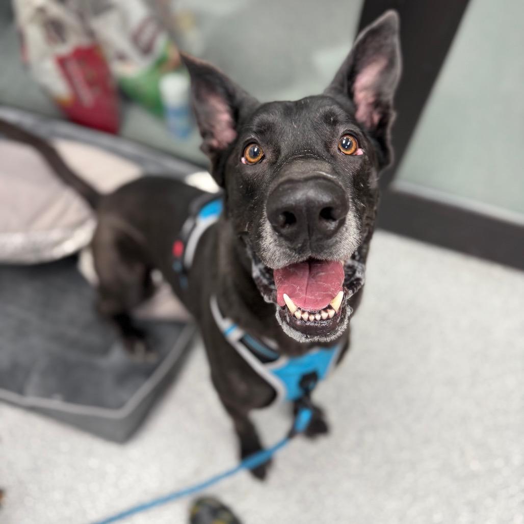 Enlarge Hades, an adoptable mixed breed in Monticello, IA image 5/6
