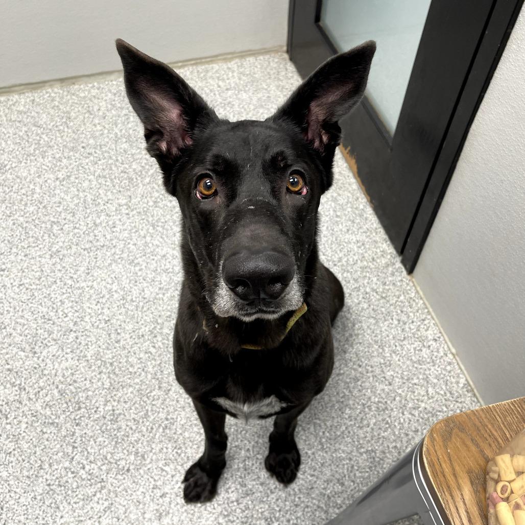 Enlarge Hades, an adoptable mixed breed in Monticello, IA image 6/6