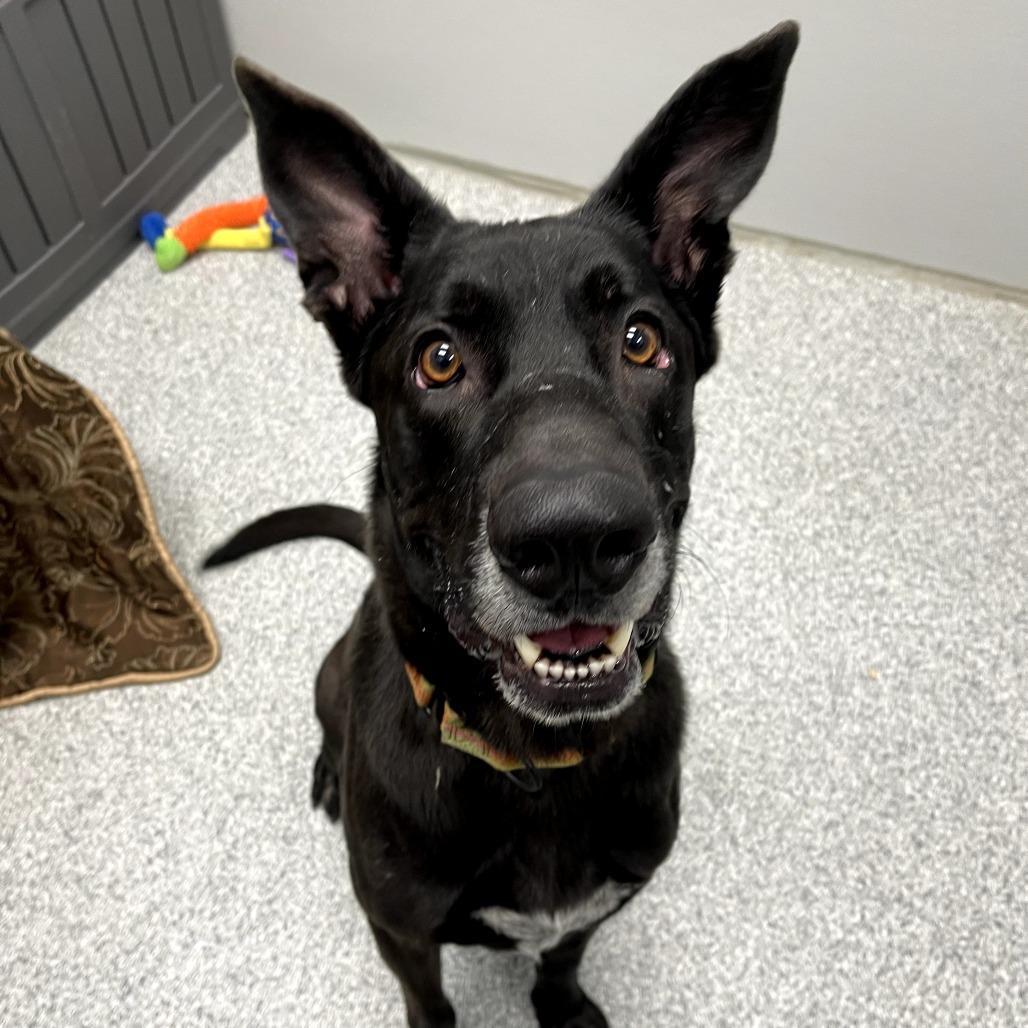 Hades, adoptable, Adult Male Shepherd & Mastiff.