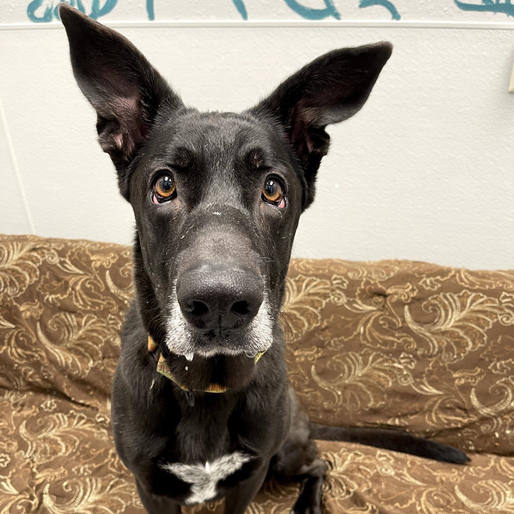 Enlarge Hades, an adoptable mixed breed in Monticello, IA image 3/6