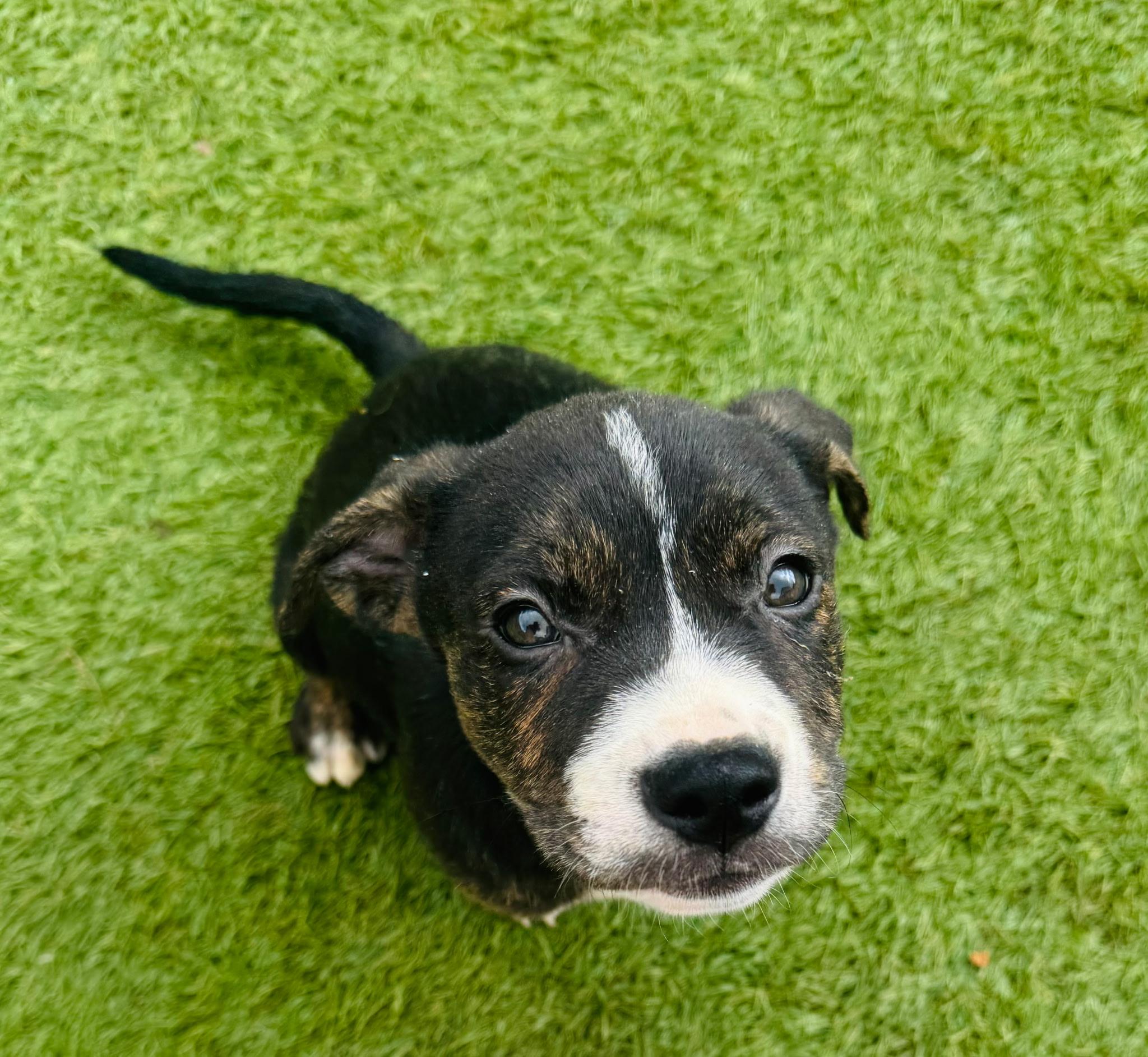 Niko, ADOPTABLE, Puppy Male Pit Bull Terrier.