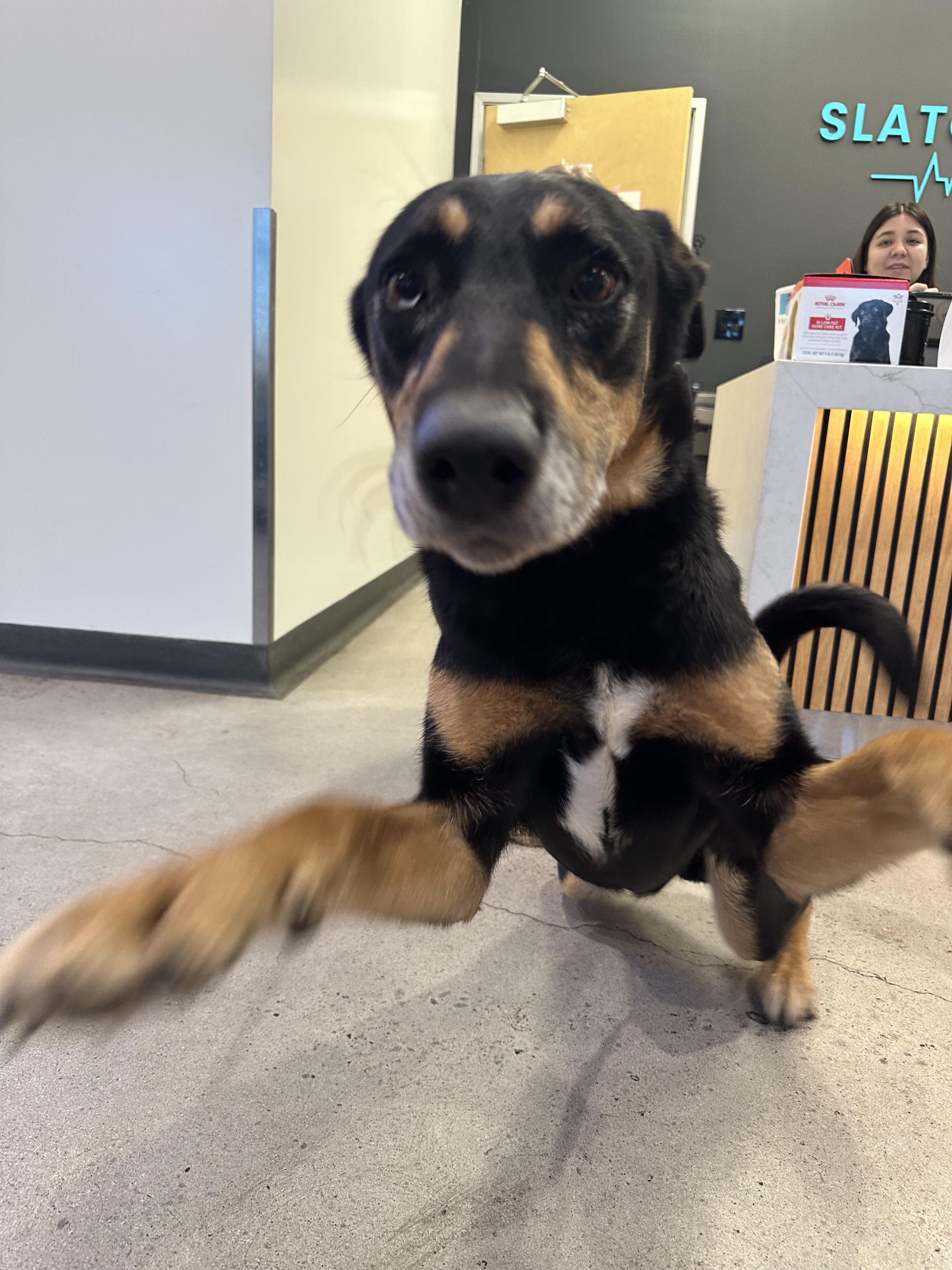 Enlarge Herbie, a ADOPTABLE mixed breed in Frazier Park, CA image 3/6