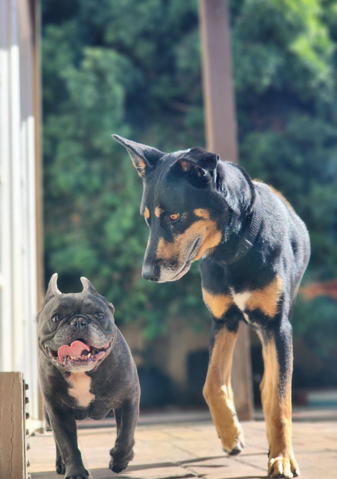 Enlarge Herbie, a ADOPTABLE mixed breed in Frazier Park, CA image 5/6