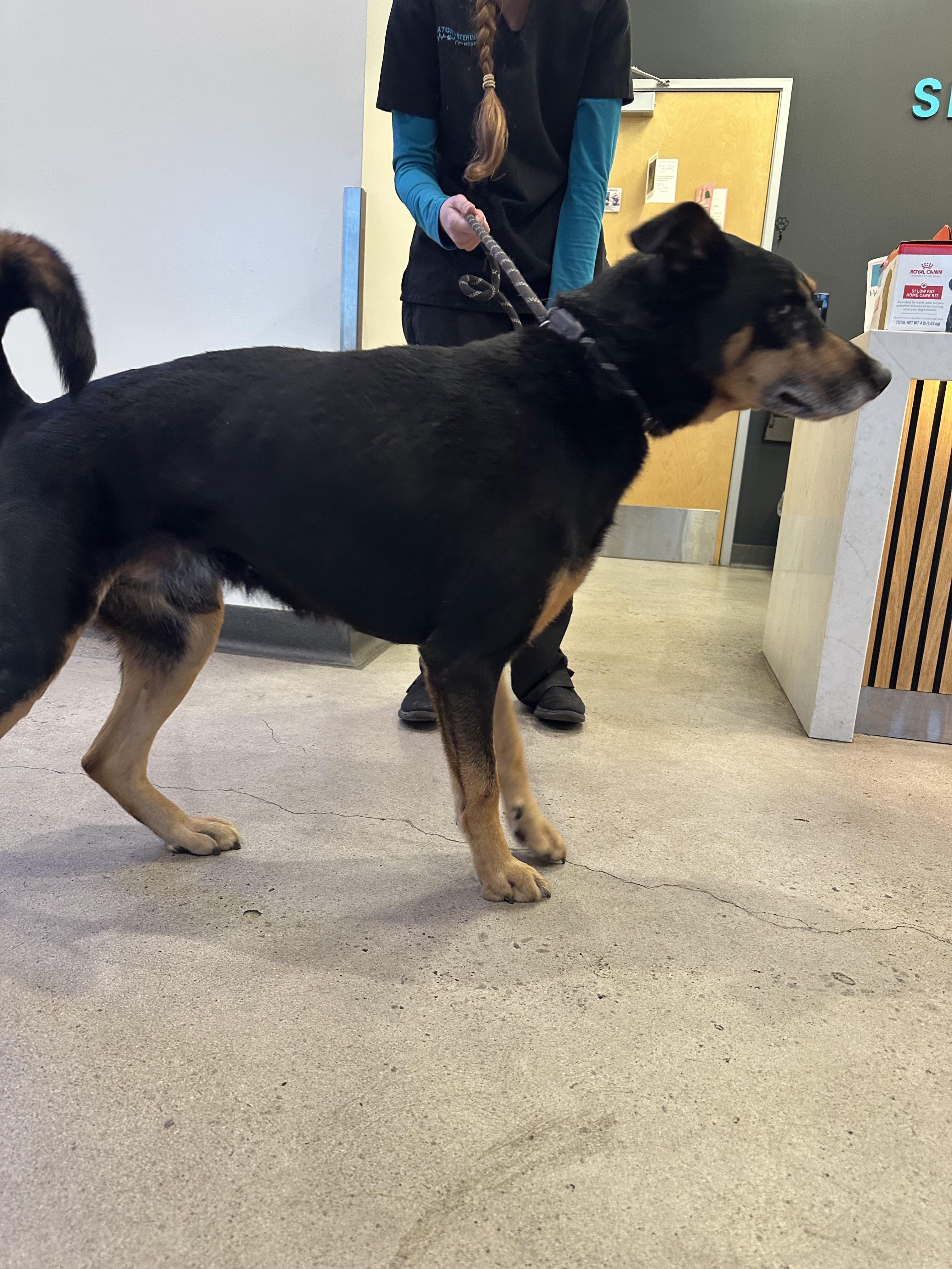 Enlarge Herbie, a ADOPTABLE mixed breed in Frazier Park, CA image 4/6