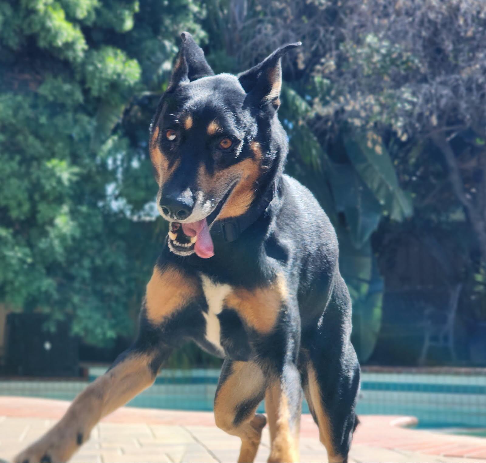 Enlarge Herbie, a ADOPTABLE mixed breed in Frazier Park, CA image 1/6