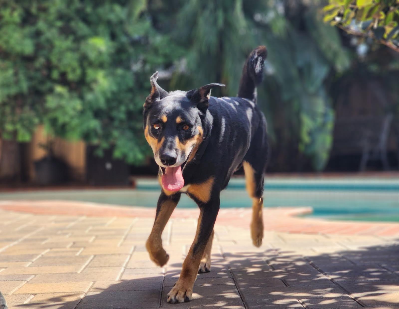 Enlarge Herbie, a ADOPTABLE mixed breed in Frazier Park, CA image 6/6