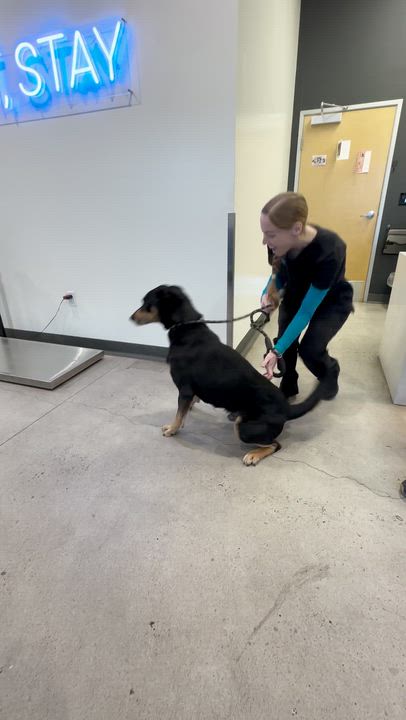 Enlarge Herbie, a ADOPTABLE mixed breed in Frazier Park, CA video 2/6