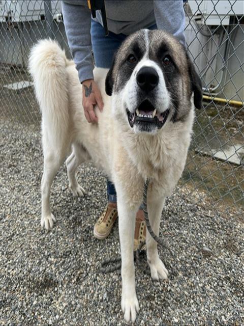 TANK, Adoptable, Adult Male Great Pyrenees & Akita.