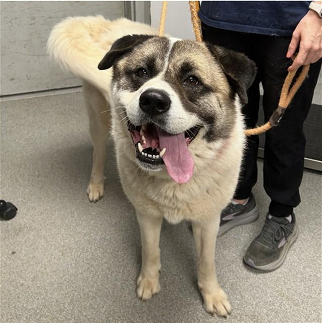 TANK, Adoptable, Adult Male Great Pyrenees & Akita.
