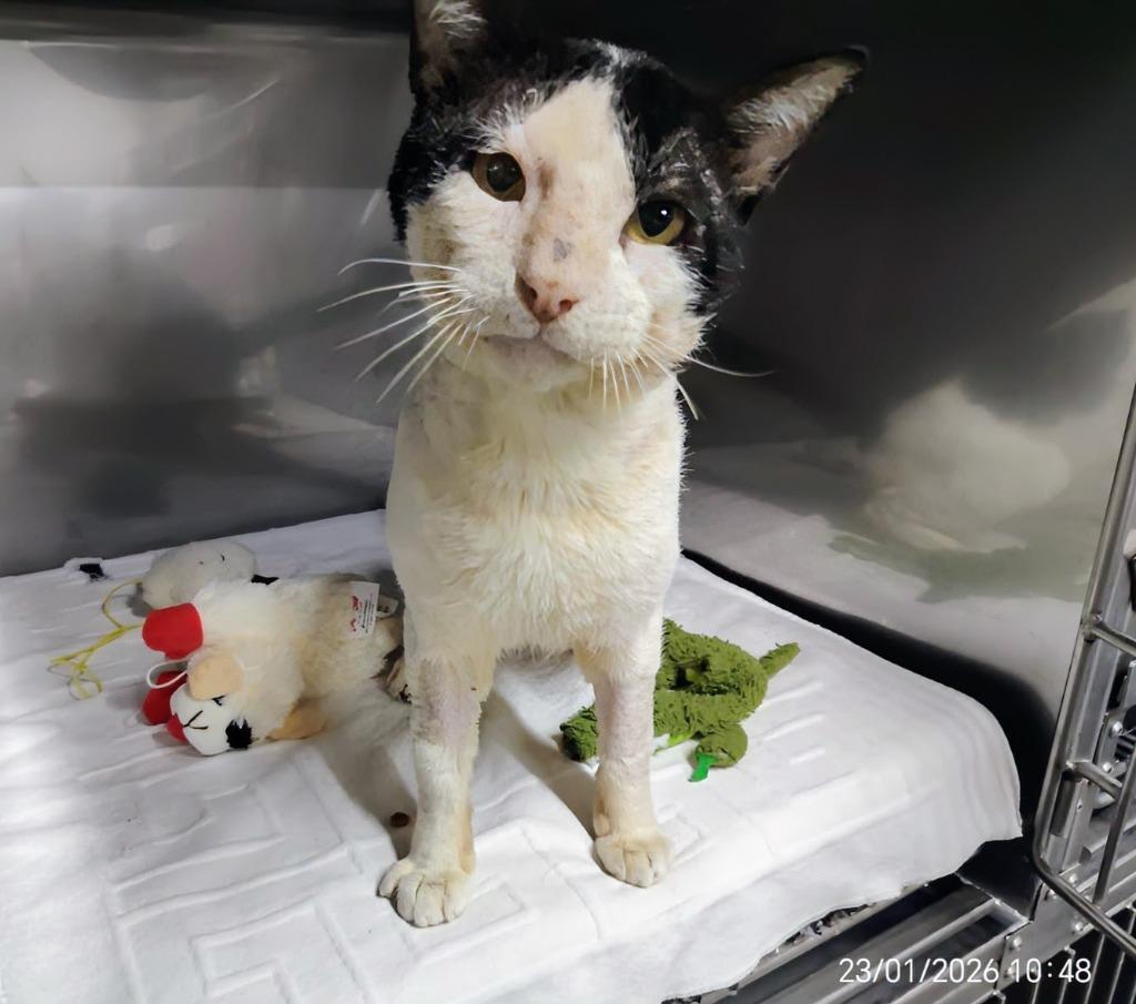 Panchito, Adoptable, Adult Male Domestic Short Hair.