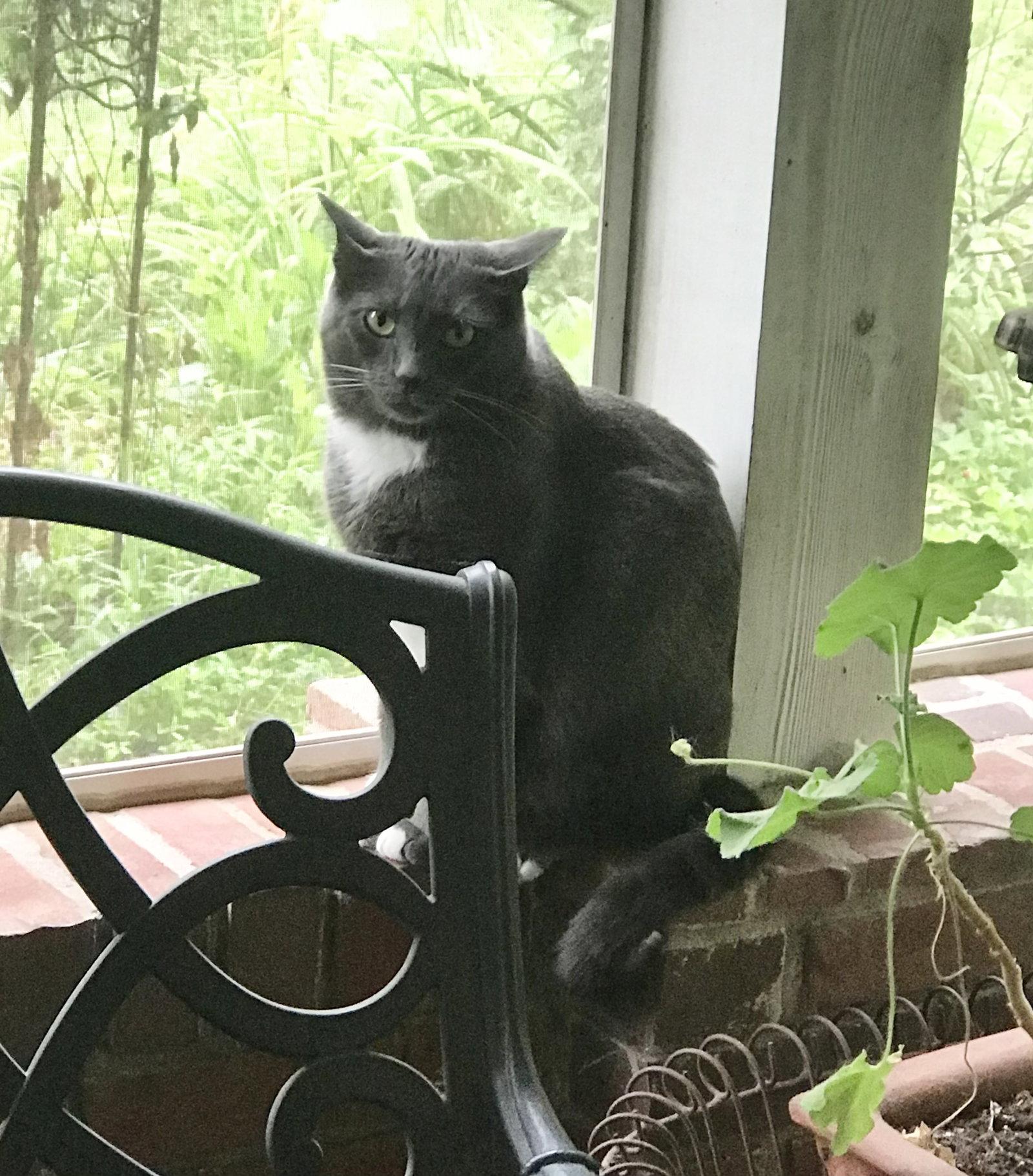 Buddy, Adoptable, Adult Male Russian Blue & Tuxedo.