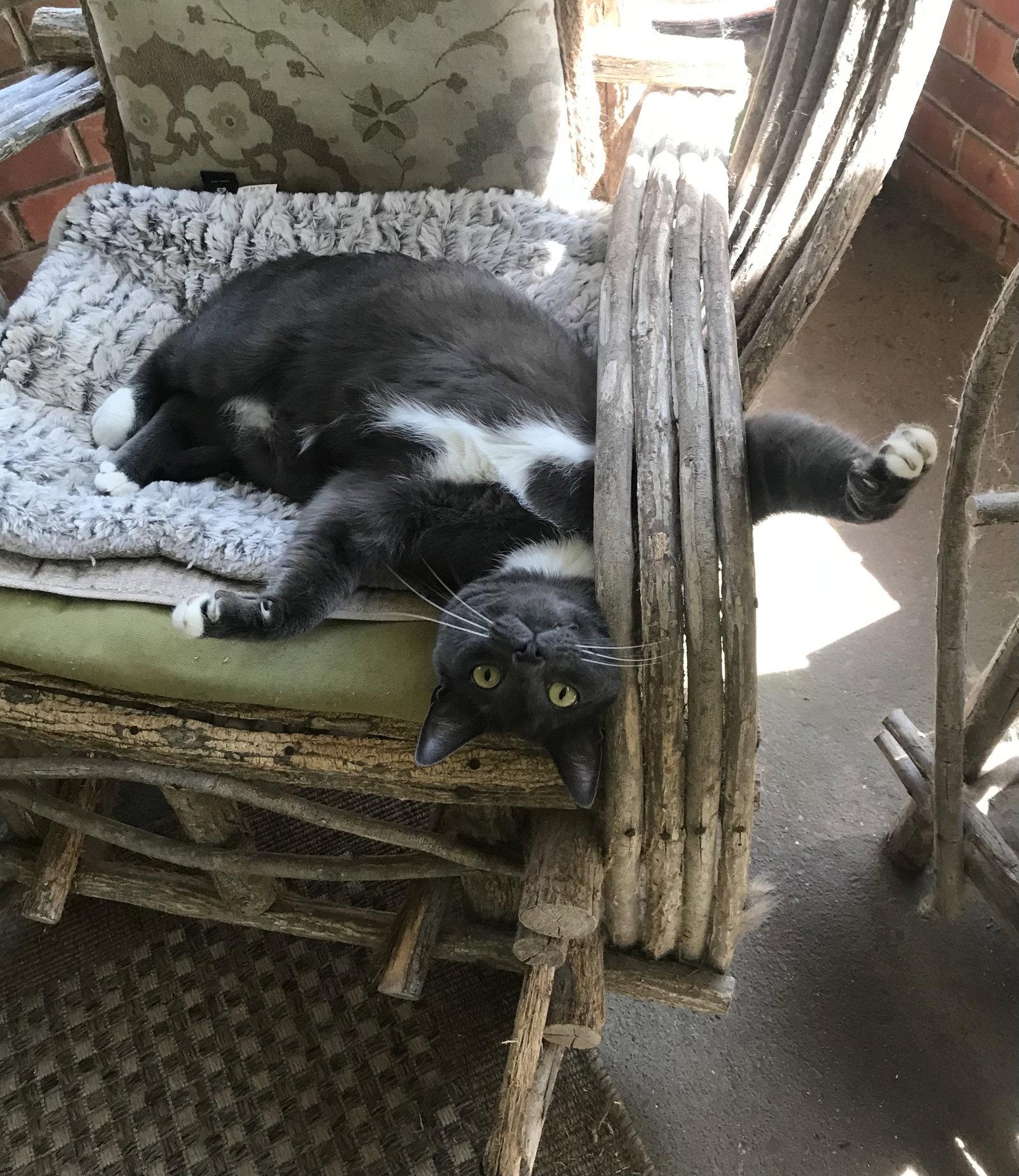Enlarge Buddy, a Adoptable mixed breed in Oxford, MS image 2/3