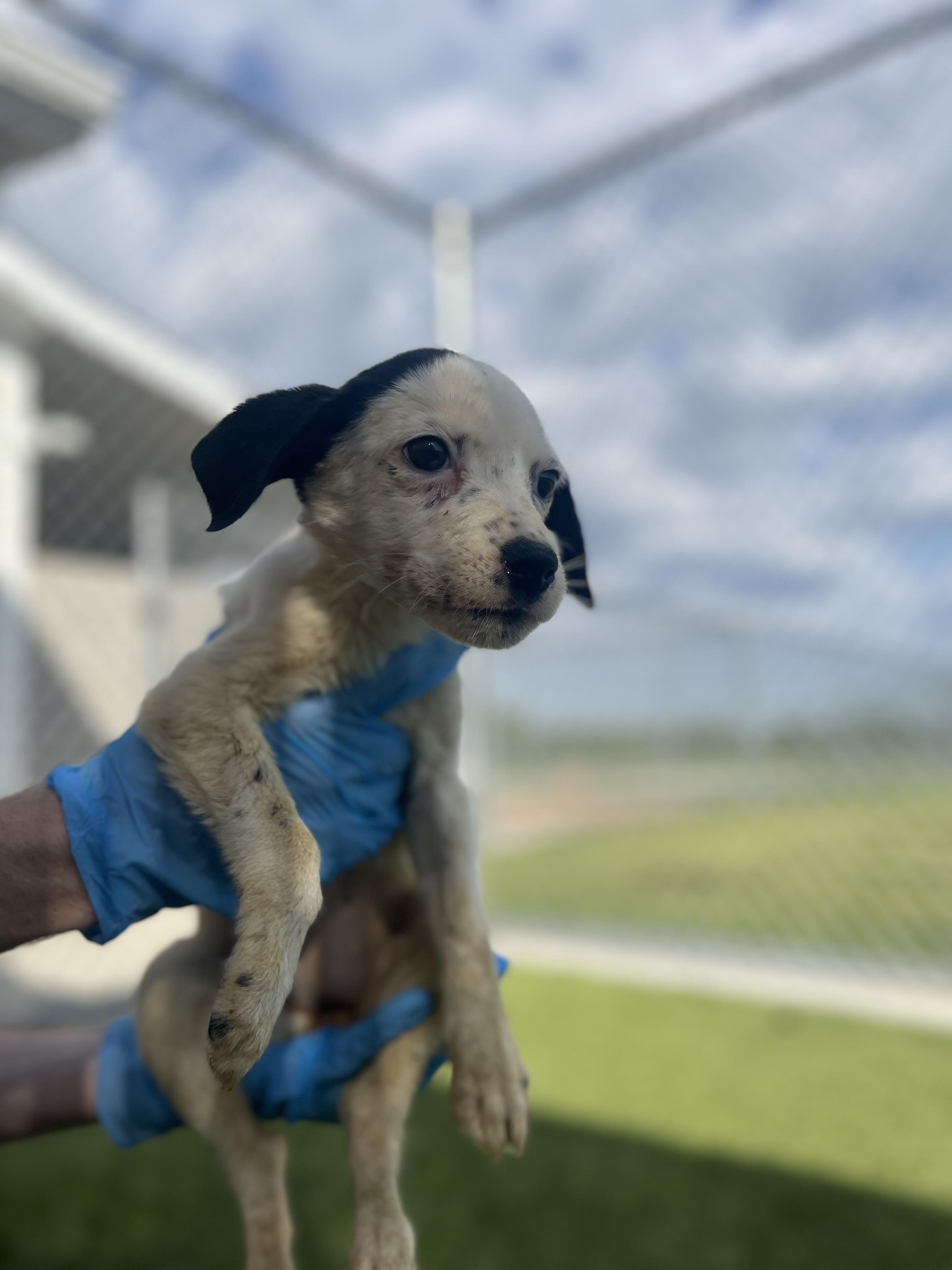 California, Adoptable, Puppy Female Border Collie.