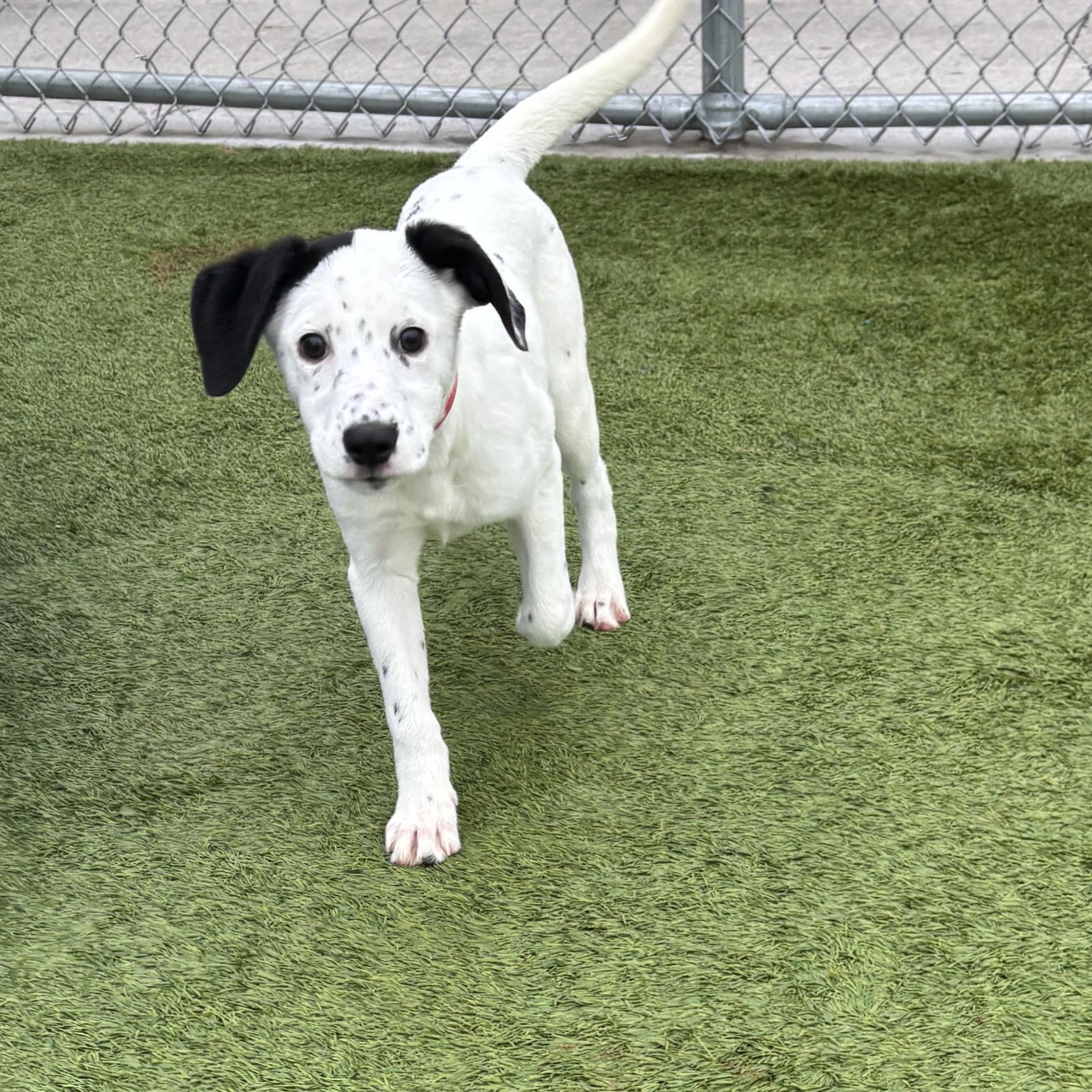 California, an adoptable mixed breed in Liberty, MO image 1/5