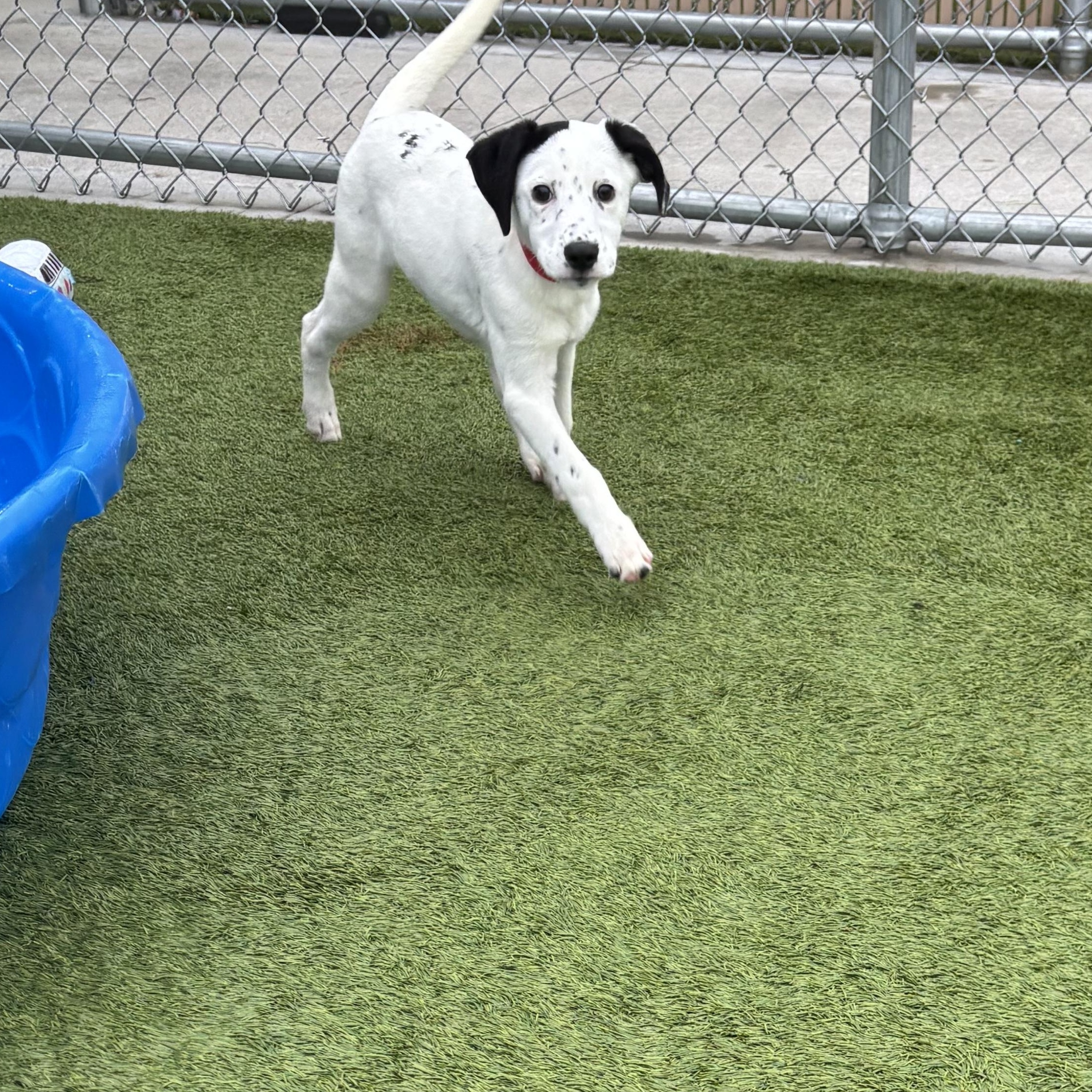 California, an adoptable mixed breed in Liberty, MO image 2/5