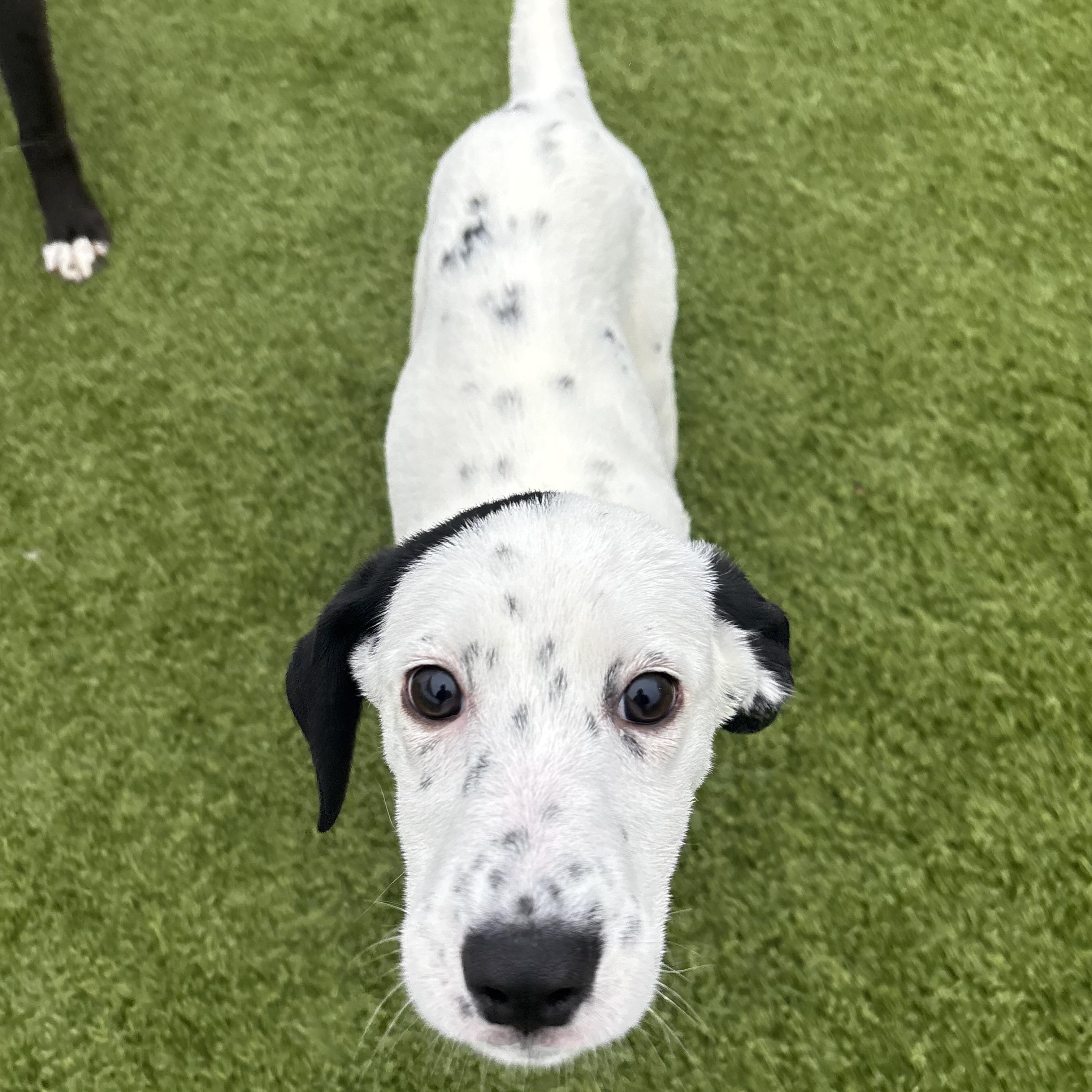 California, an adoptable mixed breed in Liberty, MO image 3/5