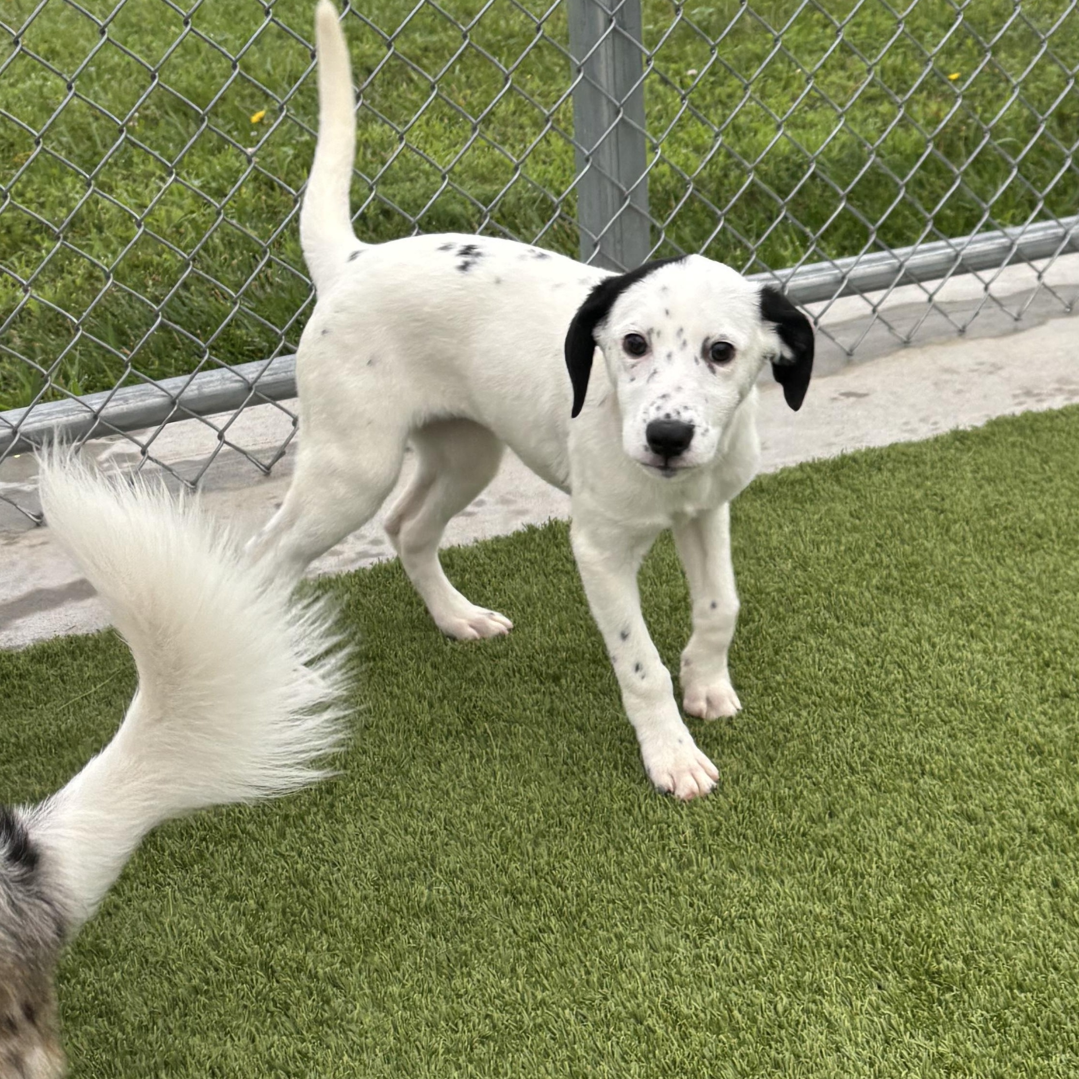 California, an adoptable mixed breed in Liberty, MO image 4/5