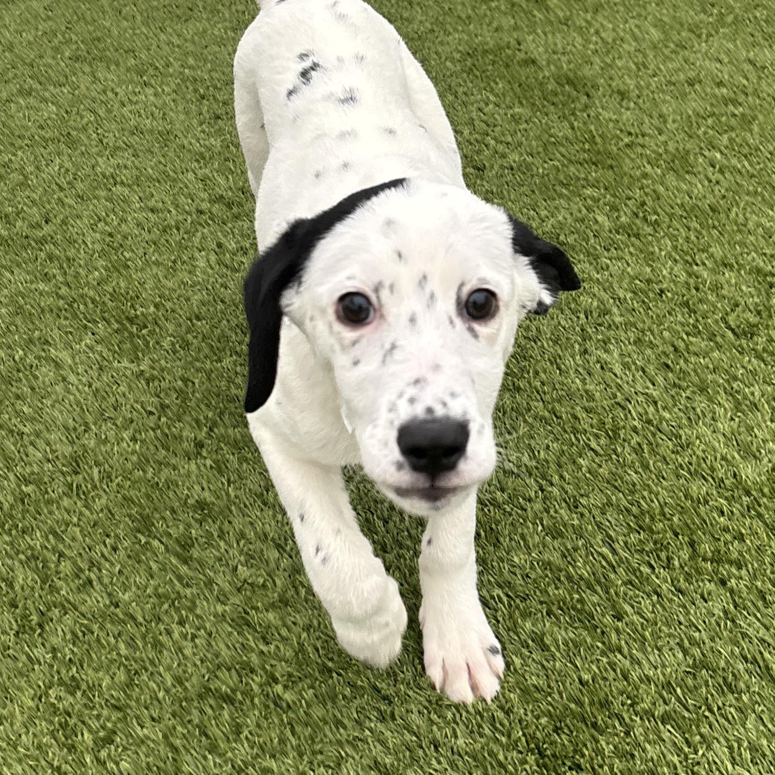 California, an adoptable mixed breed in Liberty, MO image 5/5