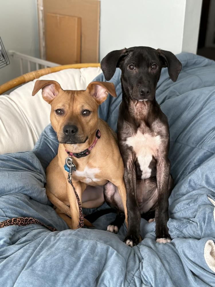 Enlarge Isabelle, a Adoptable mixed breed in Amherst, NY image 1/6