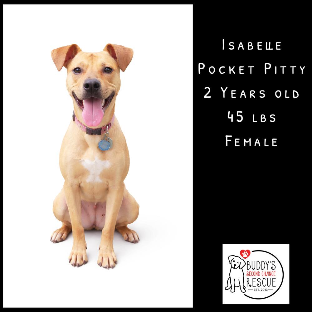 Enlarge Isabelle, a Adoptable mixed breed in Amherst, NY image 2/6