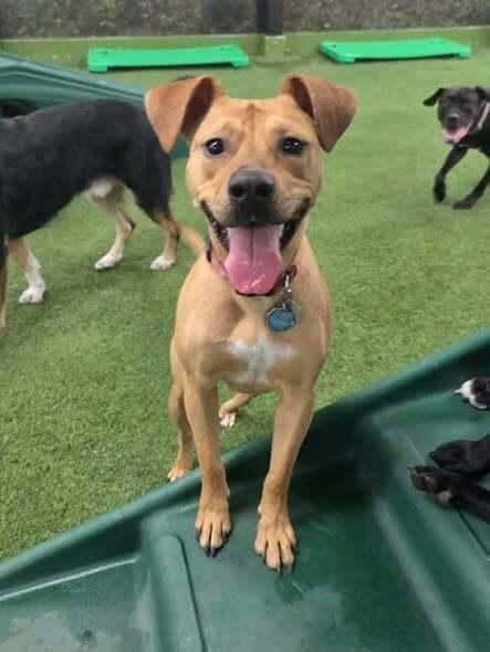 Enlarge Isabelle, a Adoptable mixed breed in Amherst, NY image 4/6