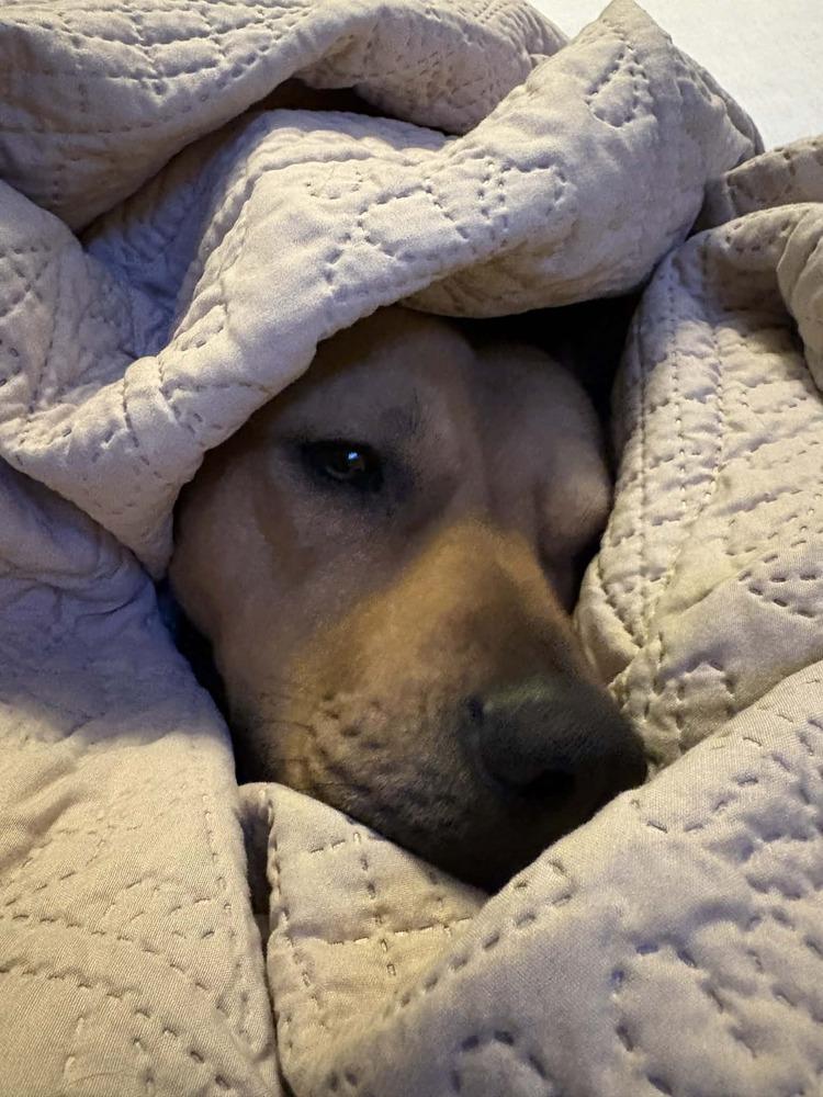 Enlarge Isabelle, a Adoptable mixed breed in Amherst, NY image 5/6