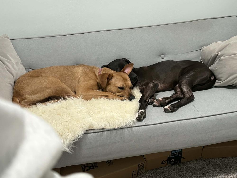 Enlarge Isabelle, a Adoptable mixed breed in Amherst, NY image 6/6