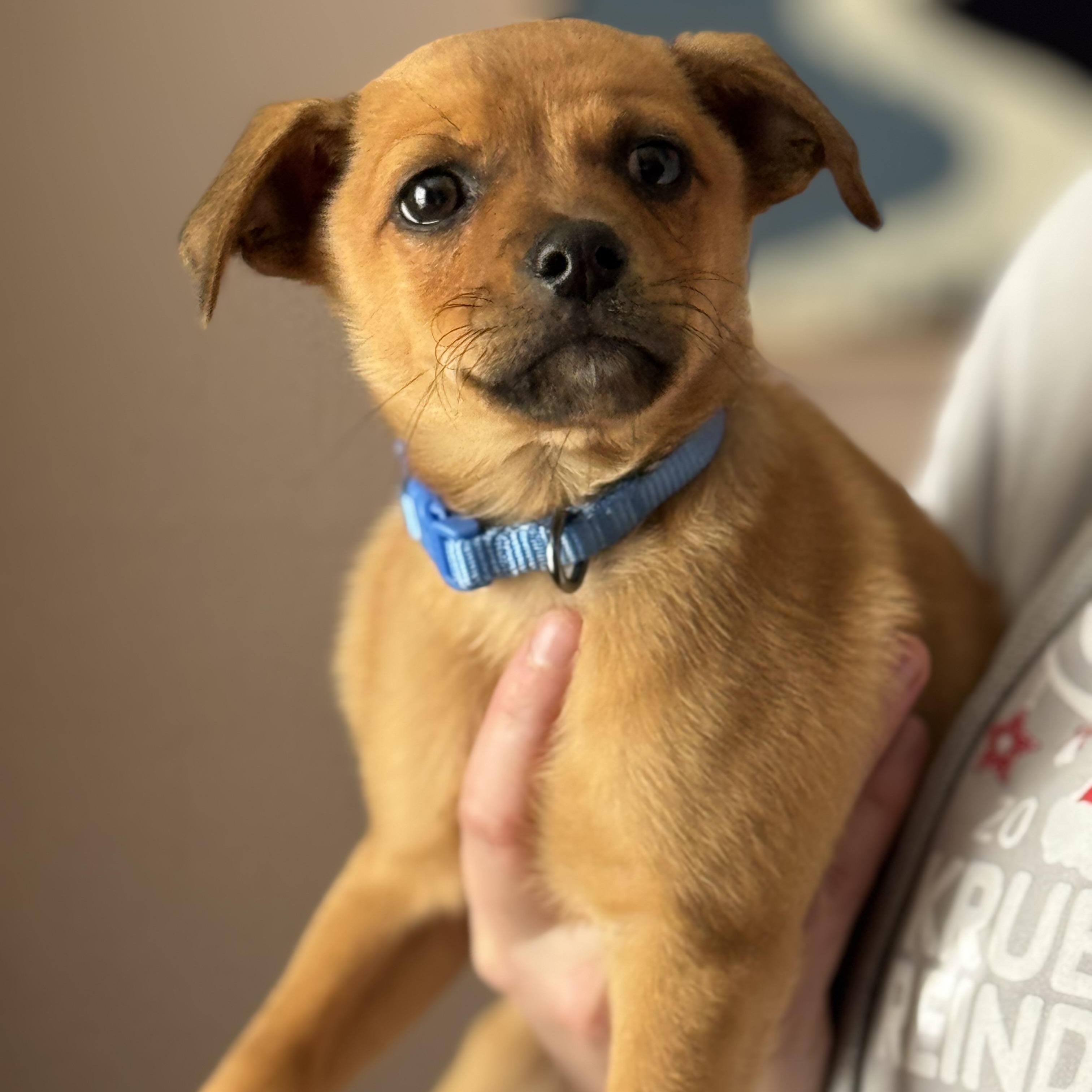 Enlarge Sherlock, a ADOPTABLE mixed breed in Rock Hill, SC image 3/5