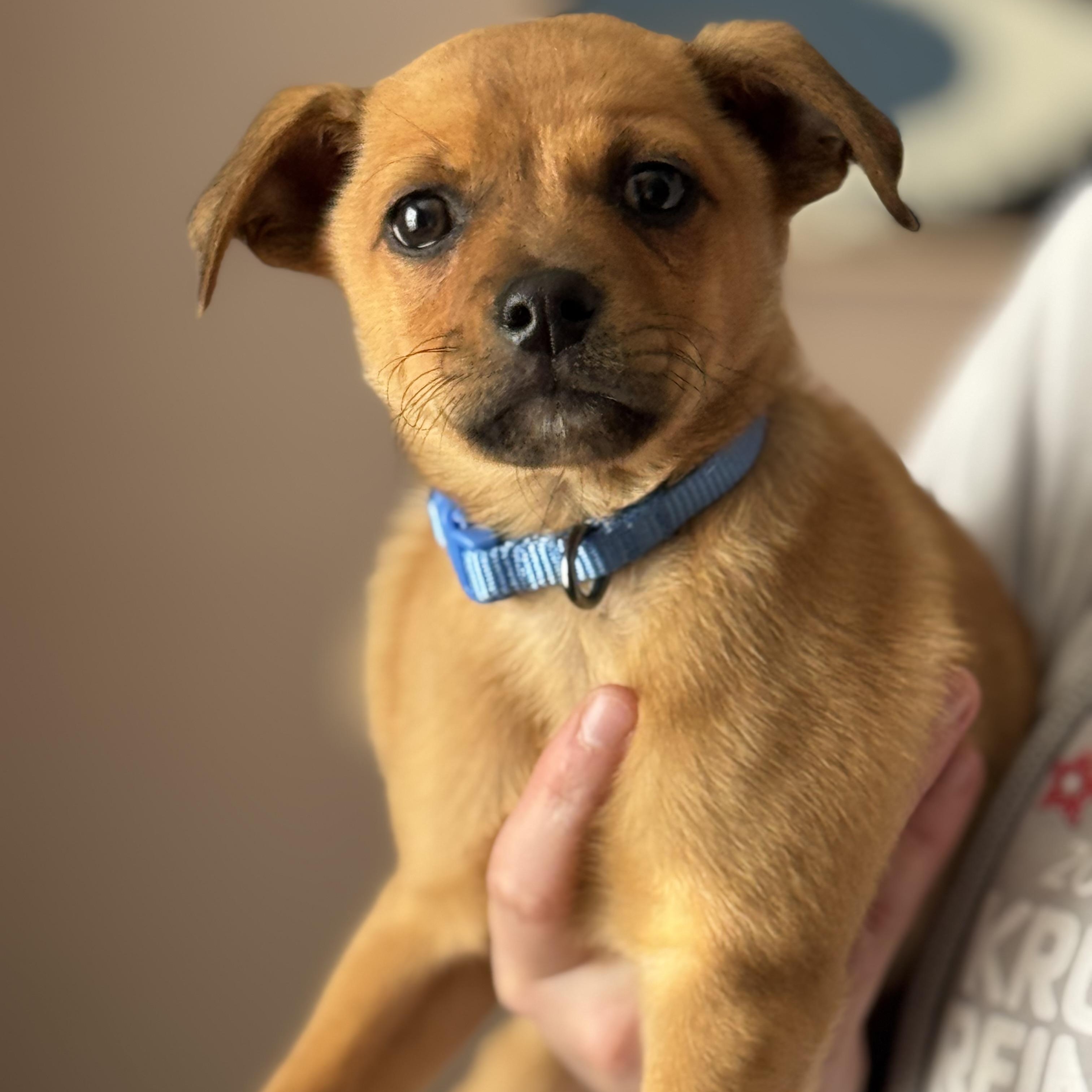 Sherlock, ADOPTABLE, Puppy Male Chiweenie.
