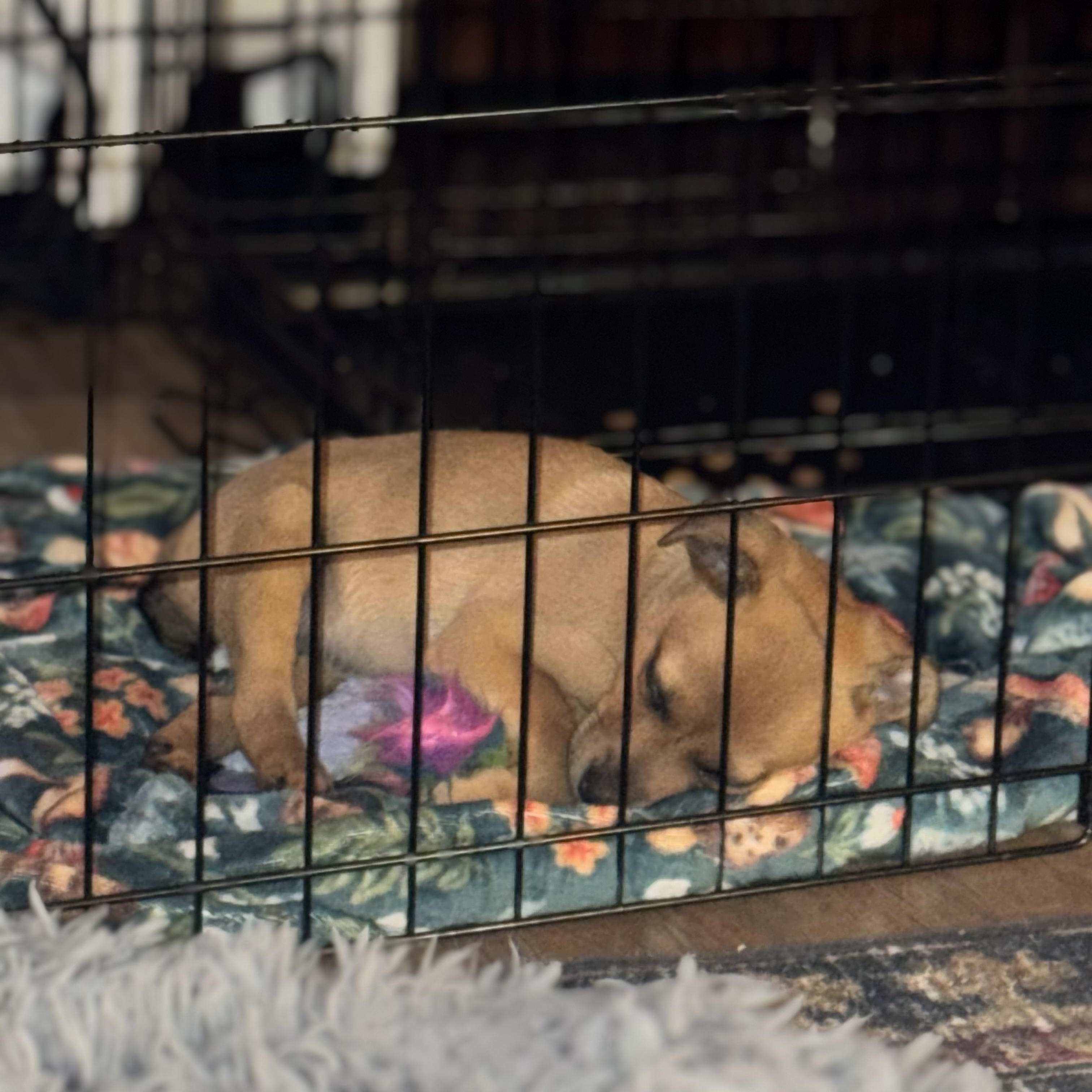 Enlarge Sherlock, a ADOPTABLE mixed breed in Rock Hill, SC image 5/5