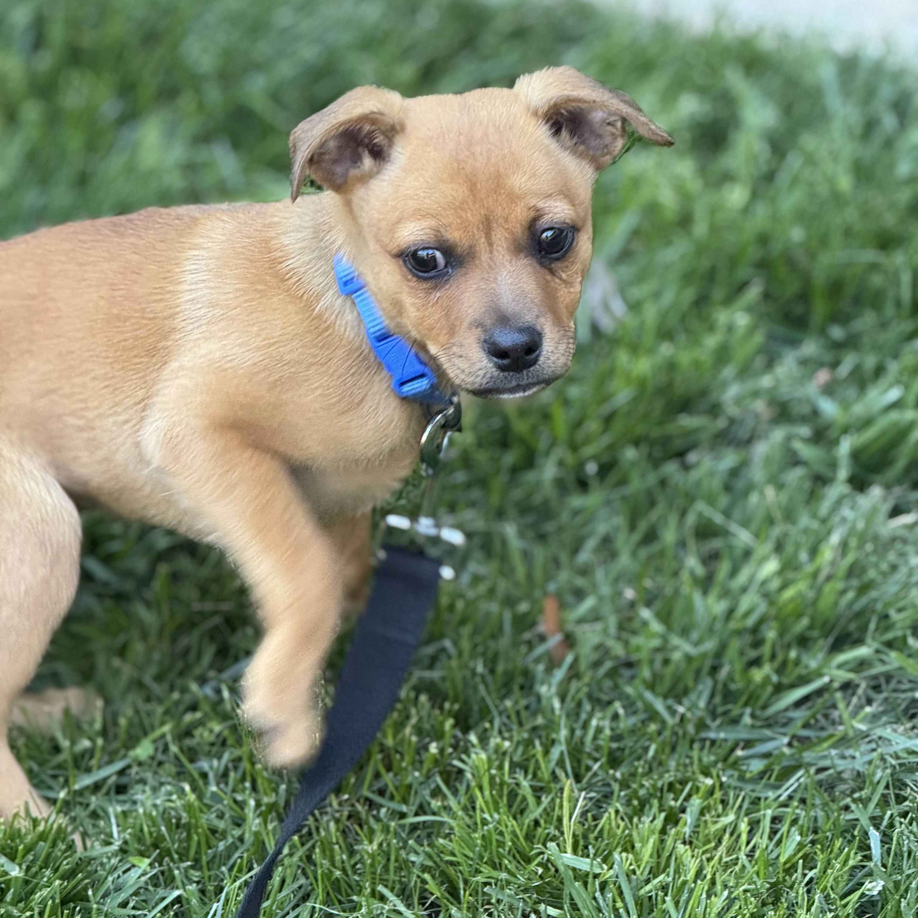 Enlarge Sherlock, a ADOPTABLE mixed breed in Rock Hill, SC image 2/5