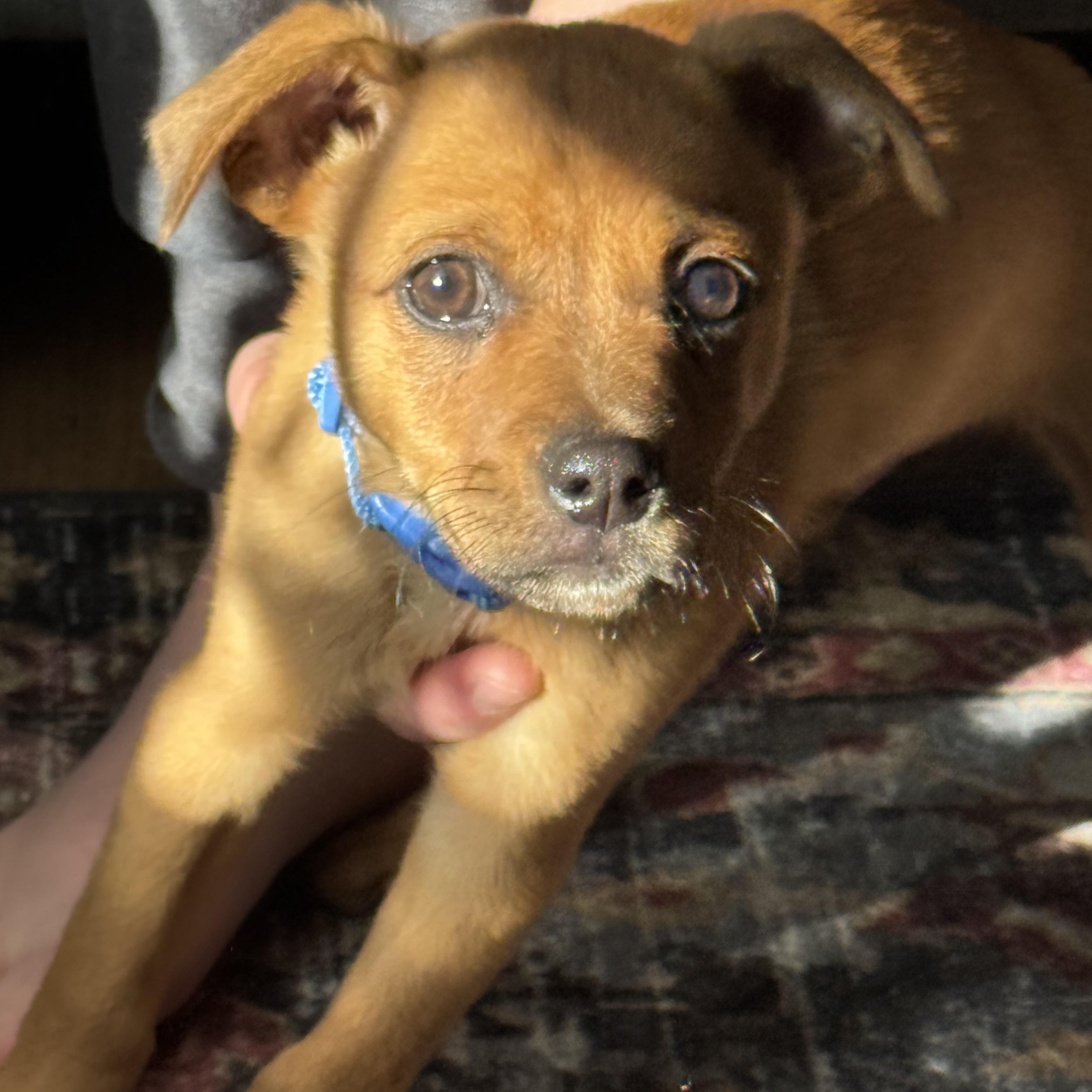 Enlarge Sherlock, a ADOPTABLE mixed breed in Rock Hill, SC image 4/5