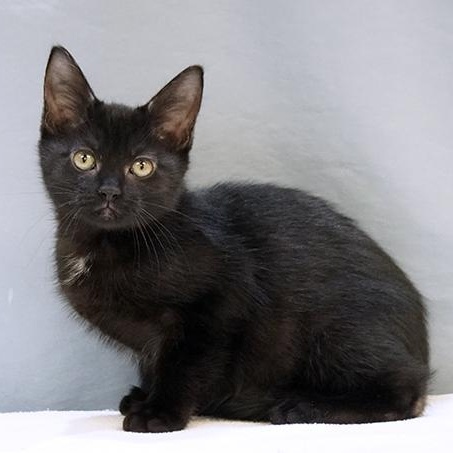 Enlarge Merlin, a Adoptable mixed breed in Maynardville, TN image 1/1