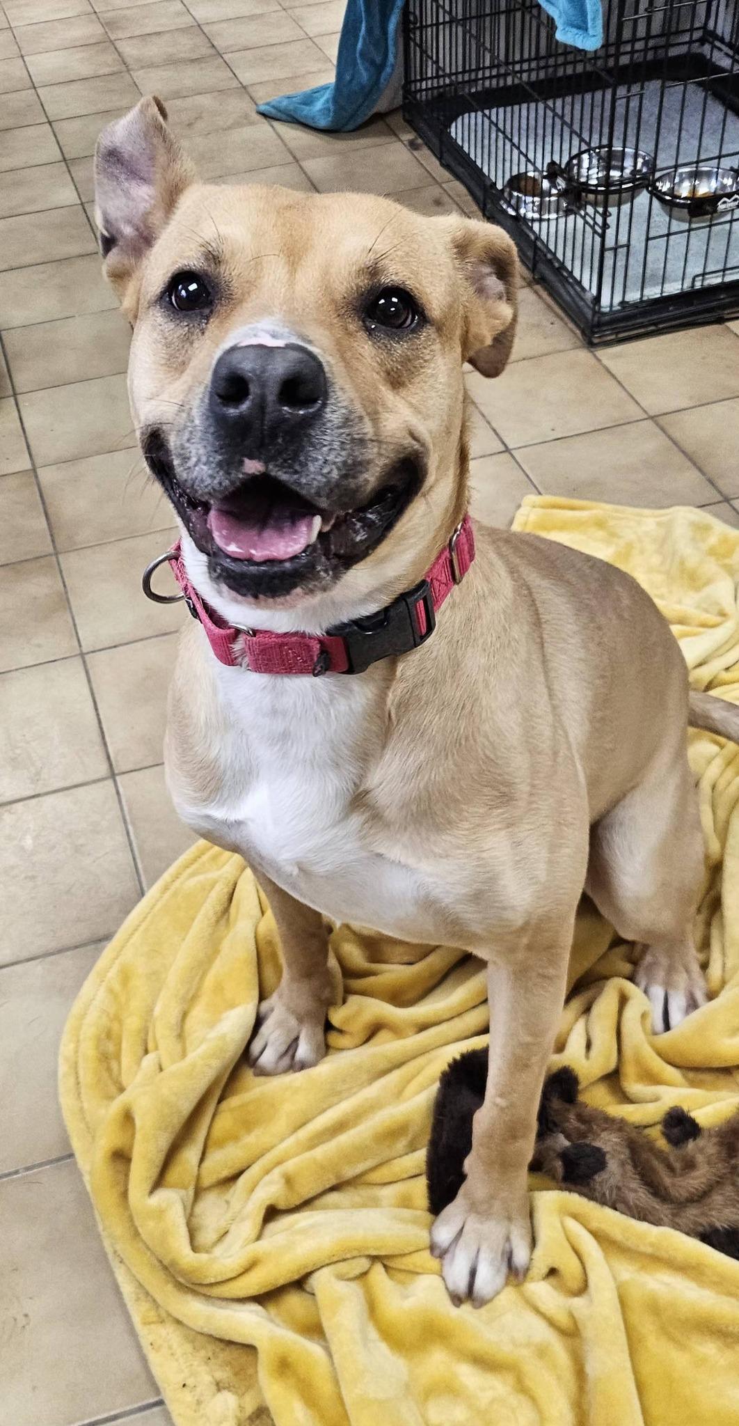 Enlarge Bingo, a ADOPTABLE mixed breed in New Castle, PA image 3/6