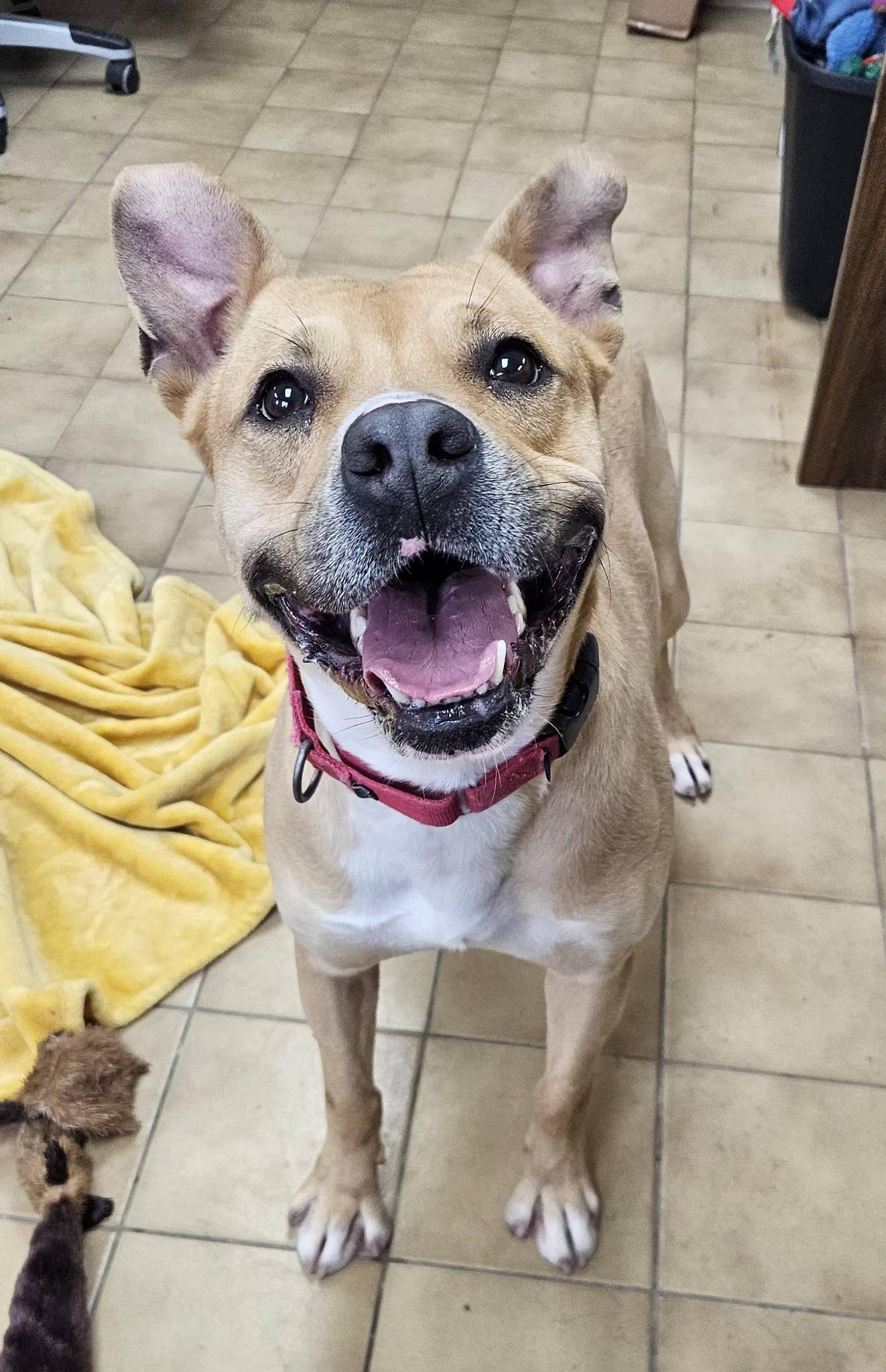 Enlarge Bingo, a ADOPTABLE mixed breed in New Castle, PA image 2/6
