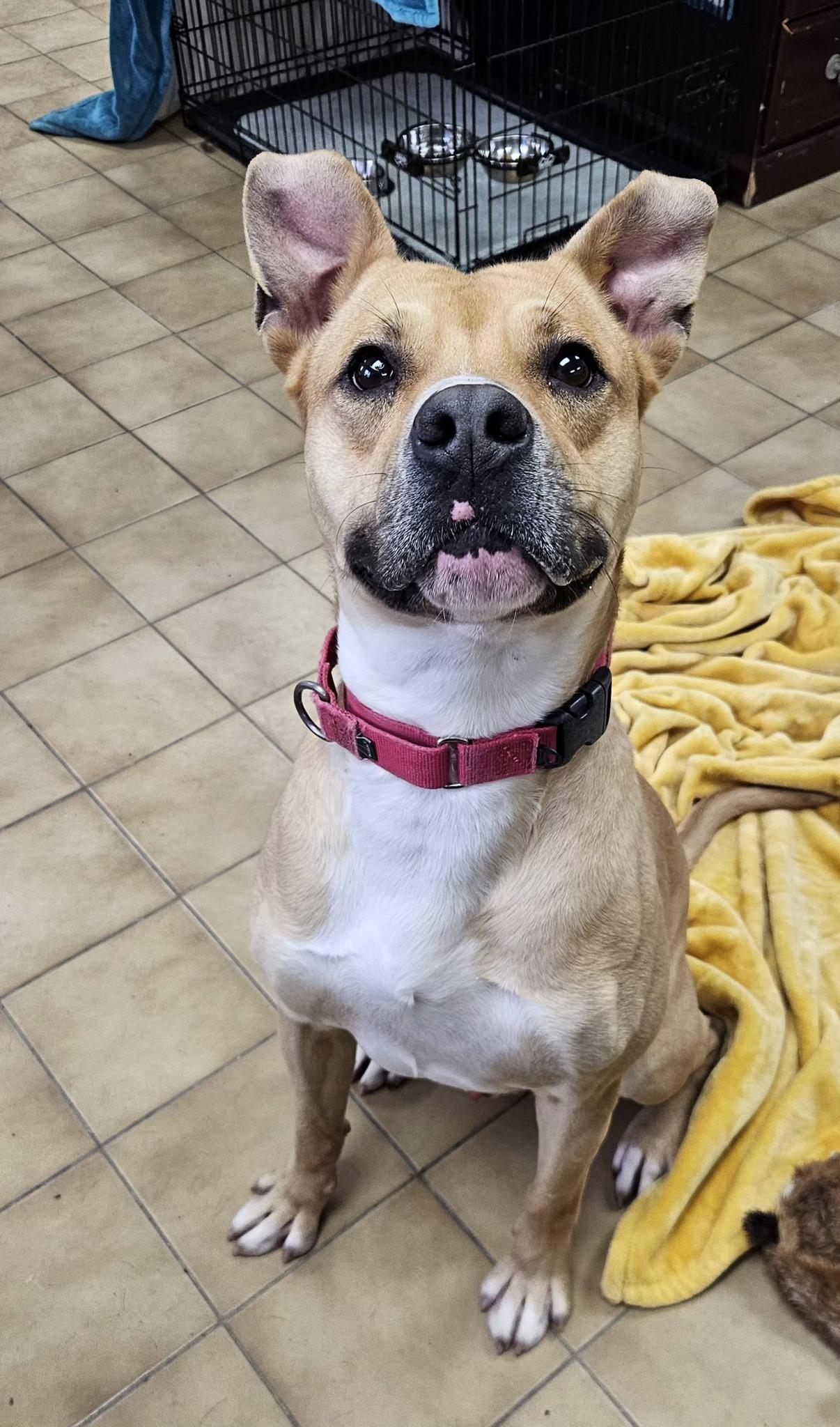 Enlarge Bingo, a ADOPTABLE mixed breed in New Castle, PA image 5/6