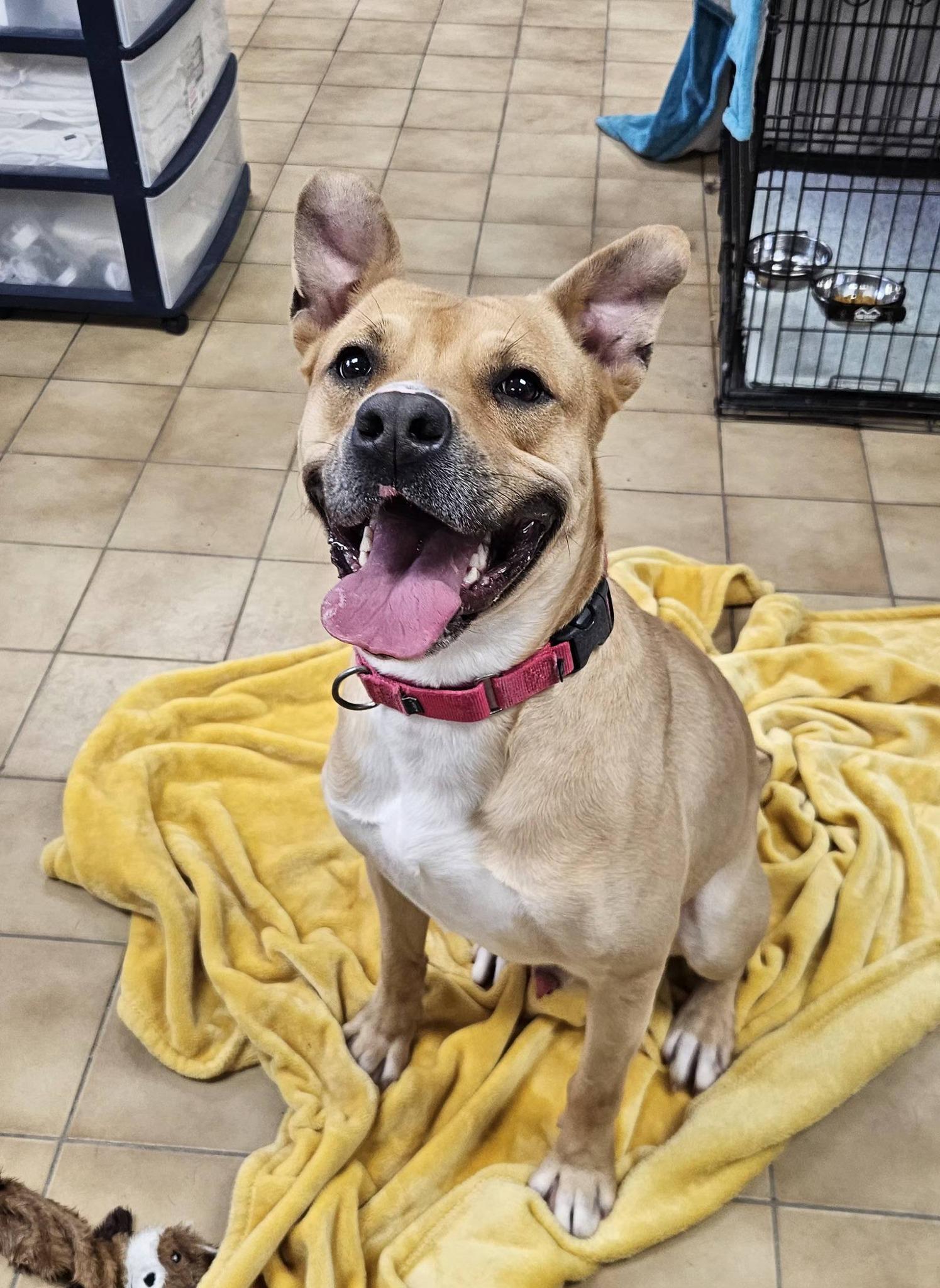 Bingo, ADOPTABLE, Adult Male Pit Bull Terrier.