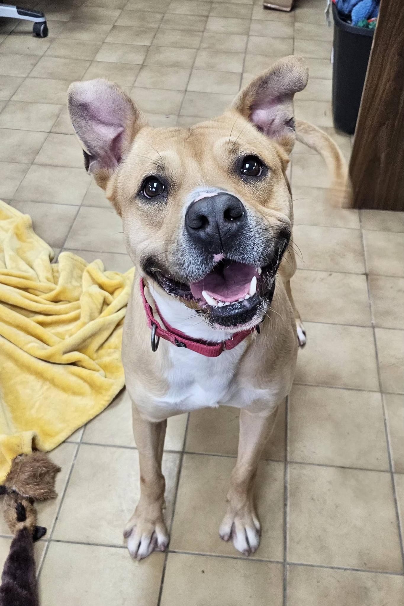 Enlarge Bingo, a ADOPTABLE mixed breed in New Castle, PA image 4/6