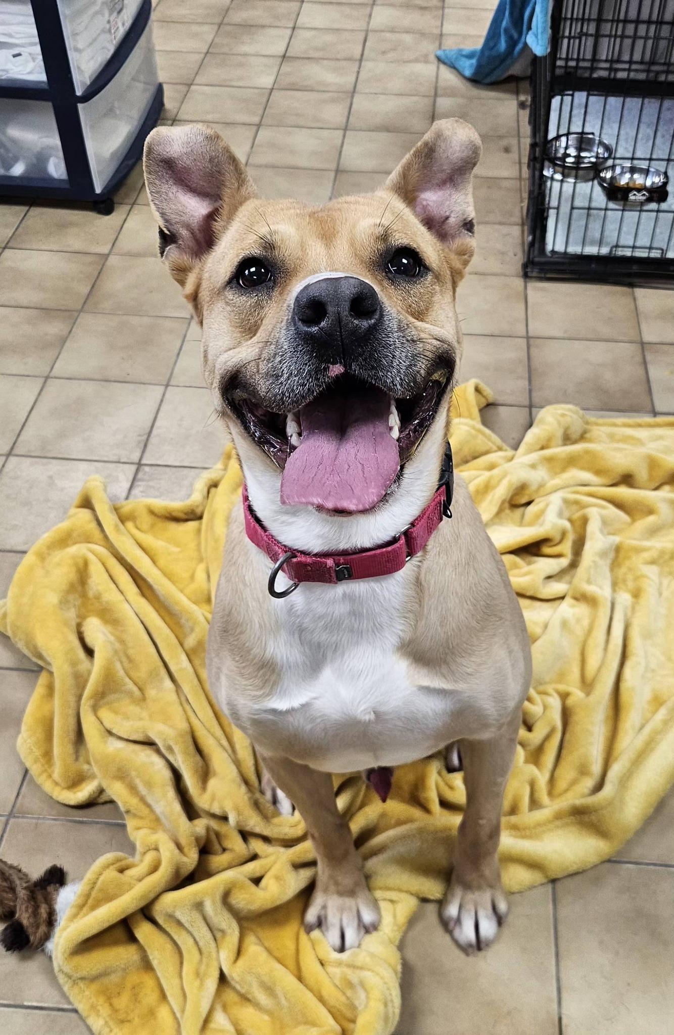 Enlarge Bingo, a ADOPTABLE mixed breed in New Castle, PA image 6/6
