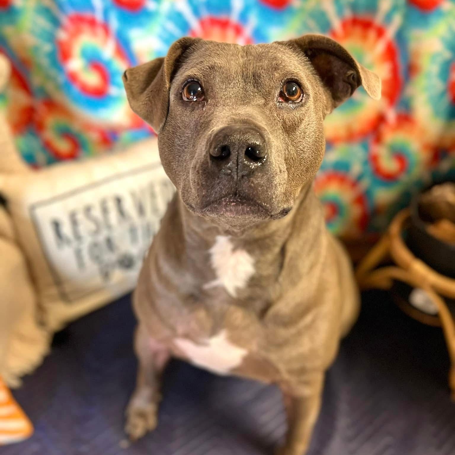 Odin (AKA Bodey Boy)