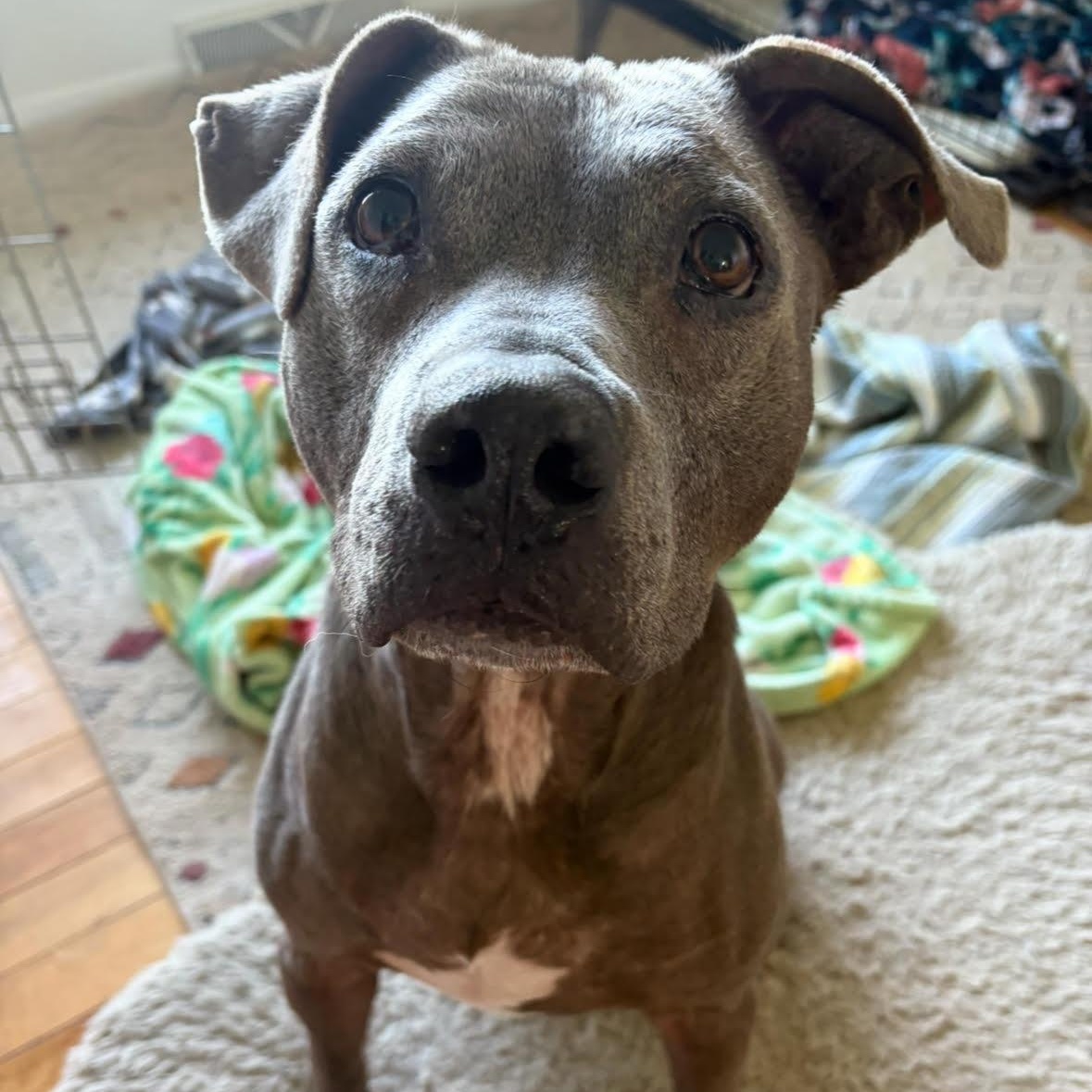 Odin (AKA Bodey Boy) — thumbnail 2