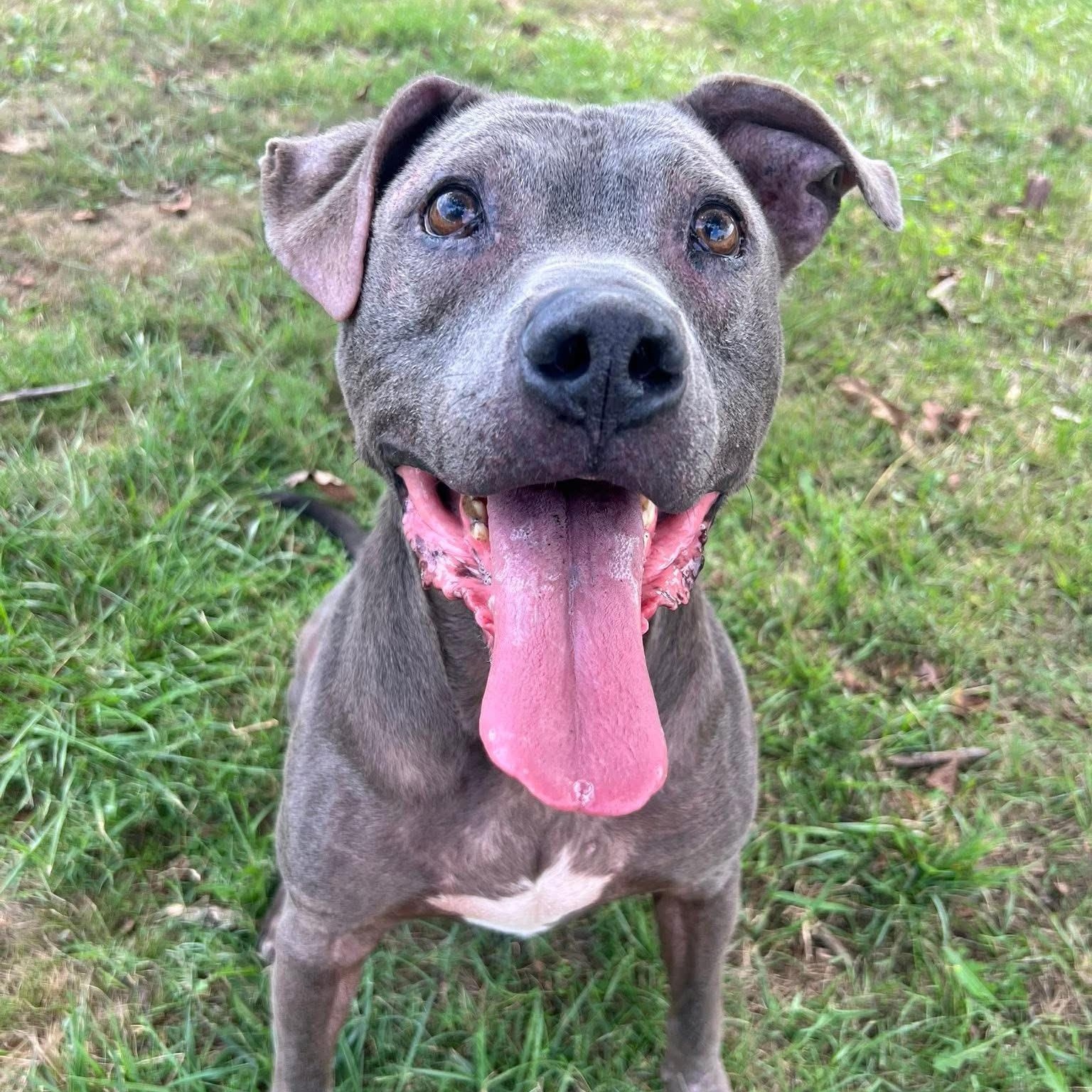 Odin (AKA Bodey Boy) — thumbnail 3